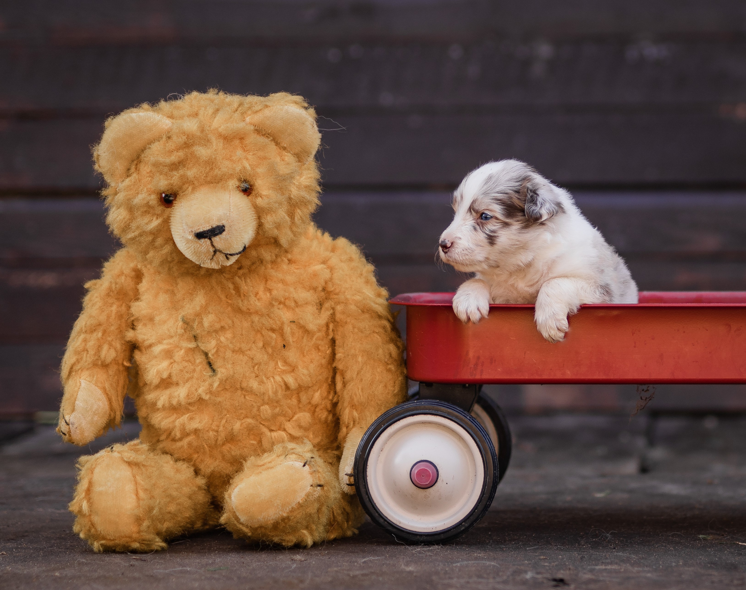 Фритсвит. Семейный фотограф Ефремова Виктория