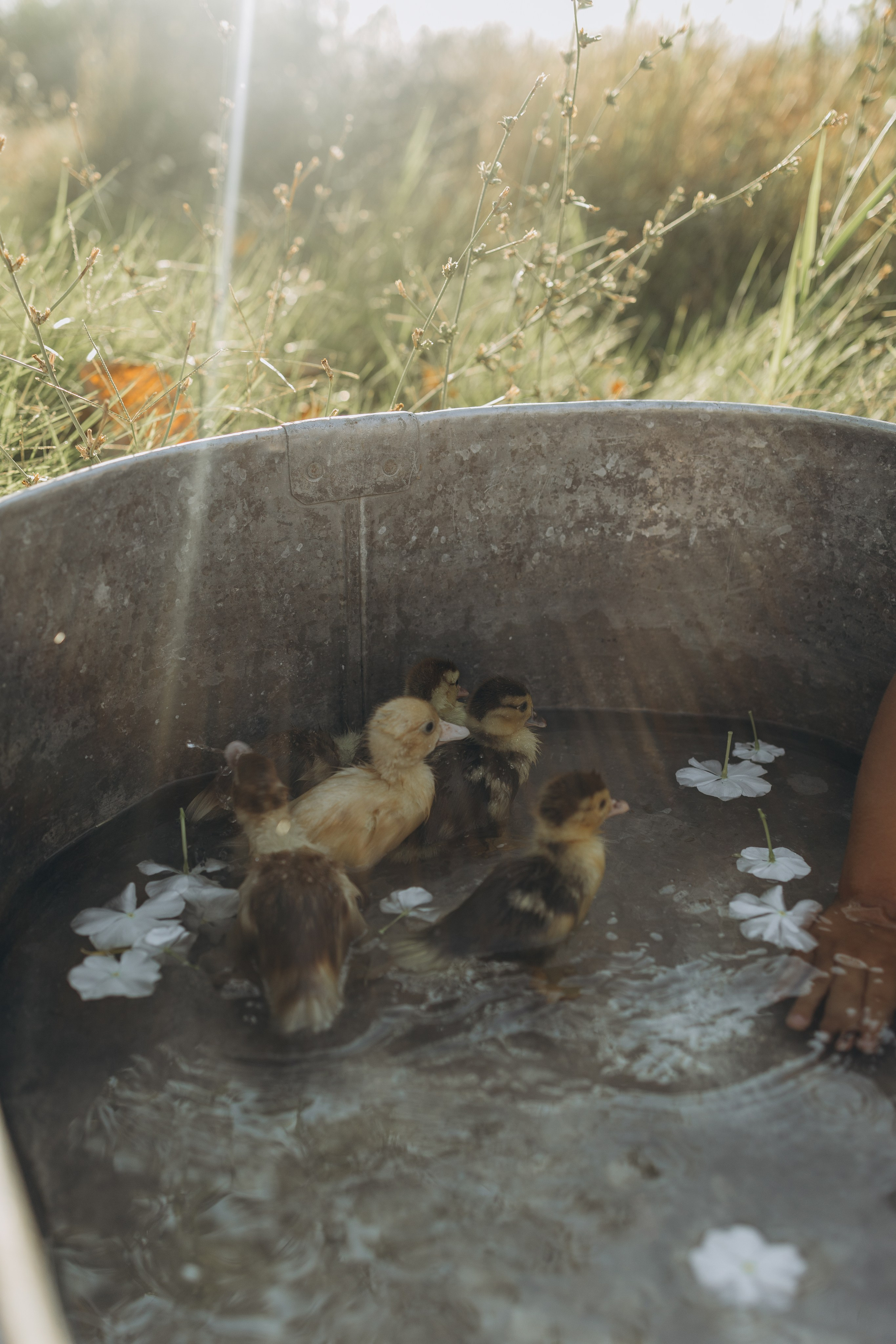 Алина и Алиса. Семейный фотограф в Москве Виктория Ястребинская