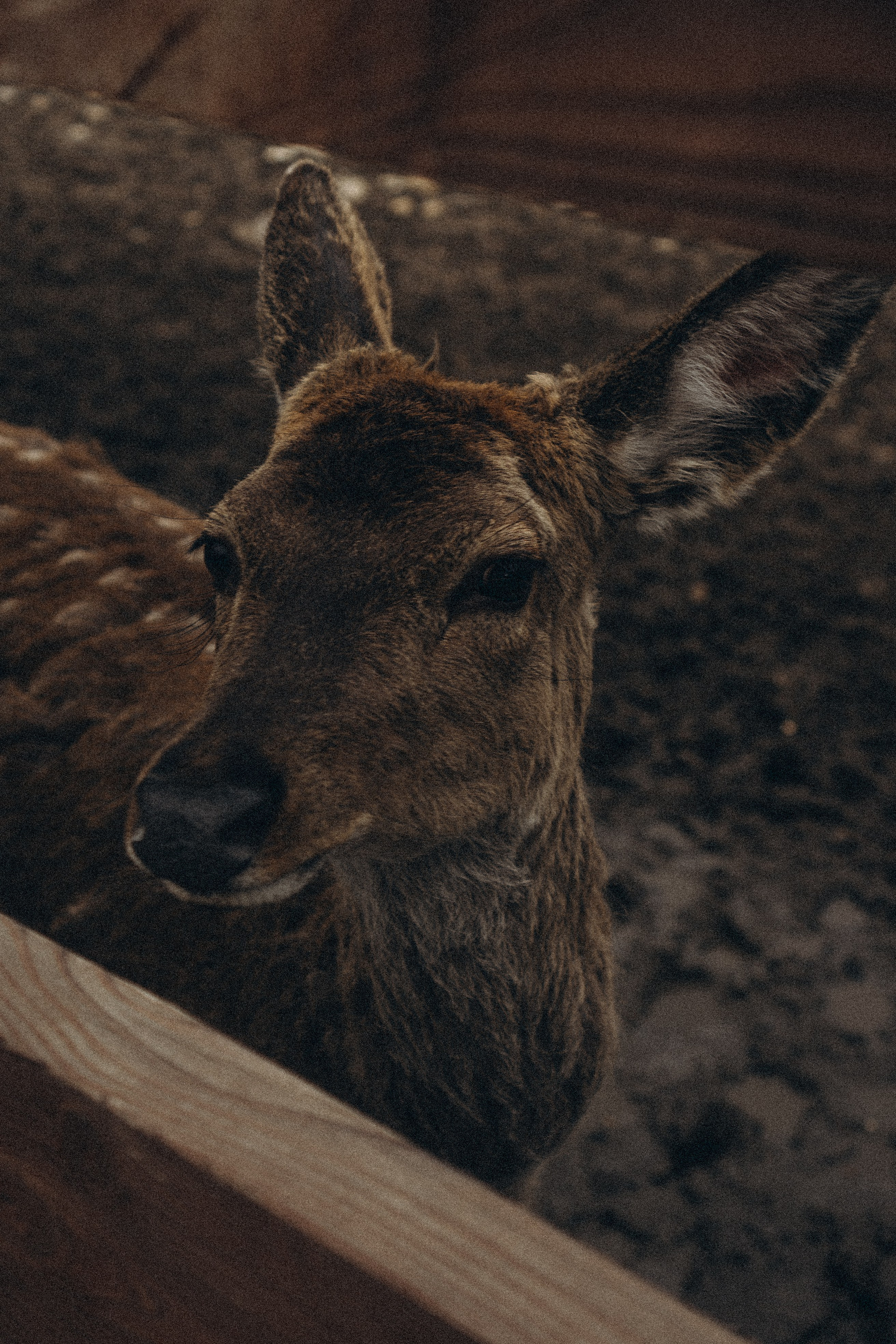 ОЛЕНЬЯ ФЕРМА В ТВЕРИ. Профессиональный фотограф, Санкт-Петербург — Виктория Богомолова