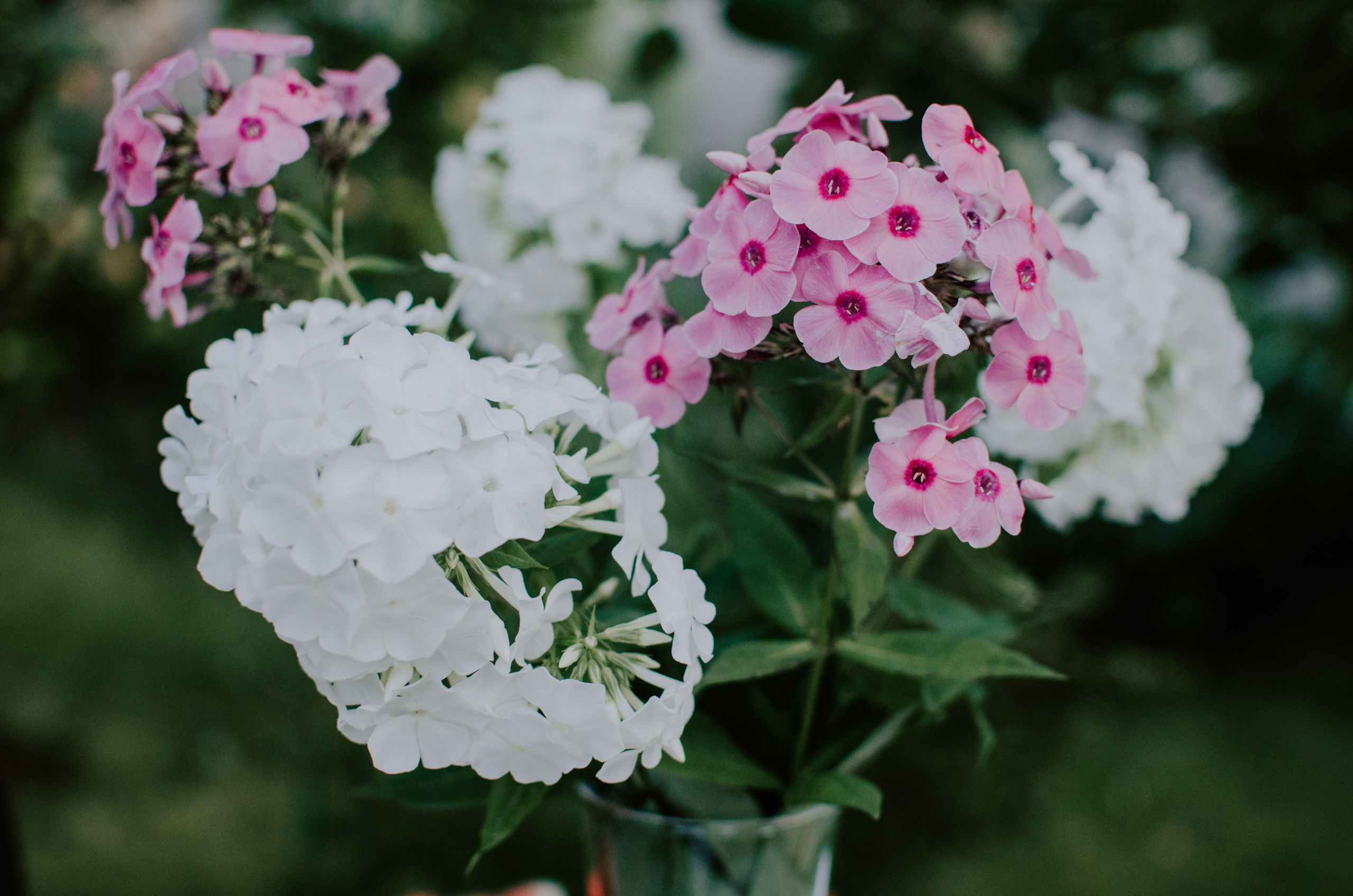 Вечер в саду. Семейный фотограф во Всеволожске и Санкт-Петербурге Юлия Капустина