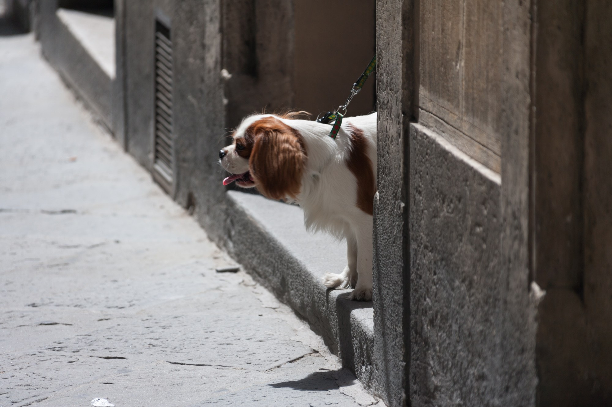 Италия. Фотограф Алексей Скоробогатько