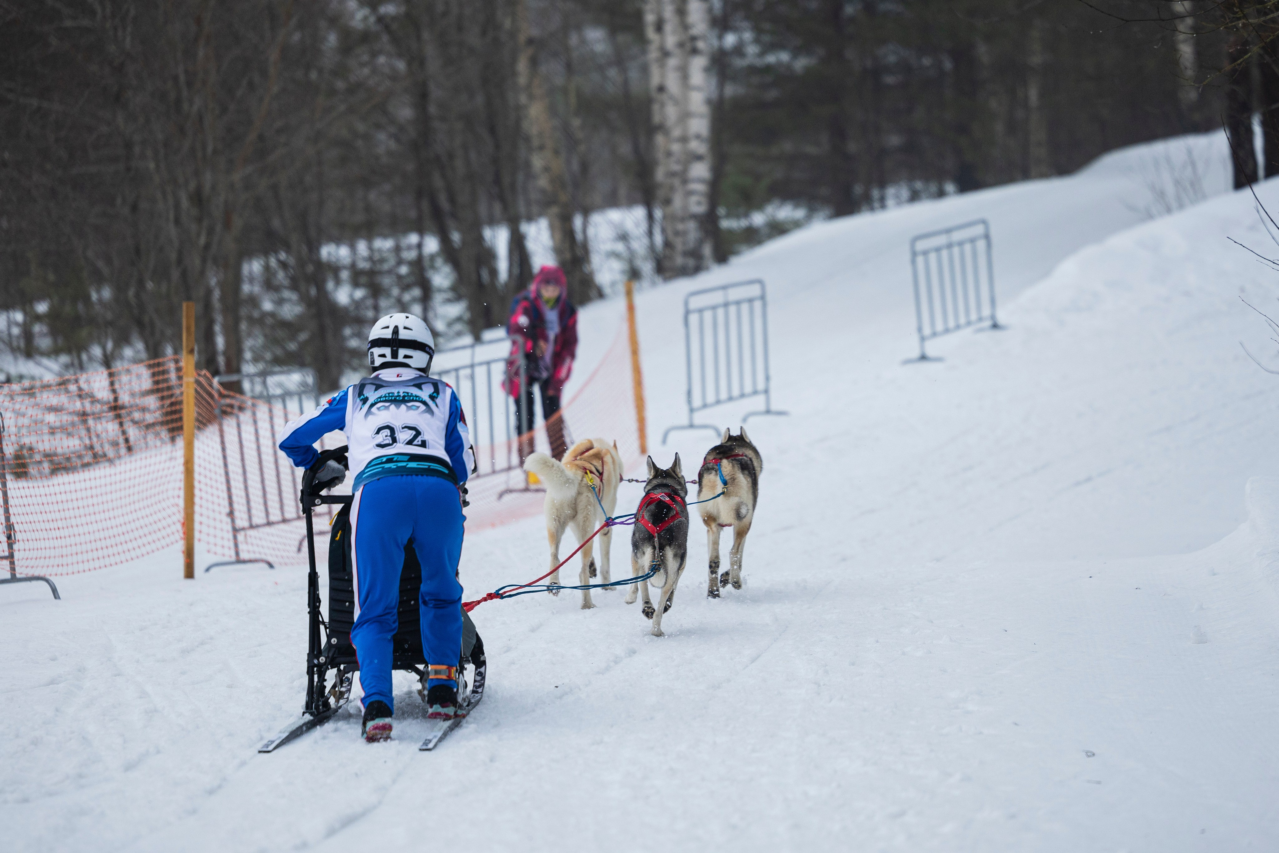 Зимний Чемпионат Санкт-Петербурга по ездовому спорту. Фотограф-анималист Анна Маринич
