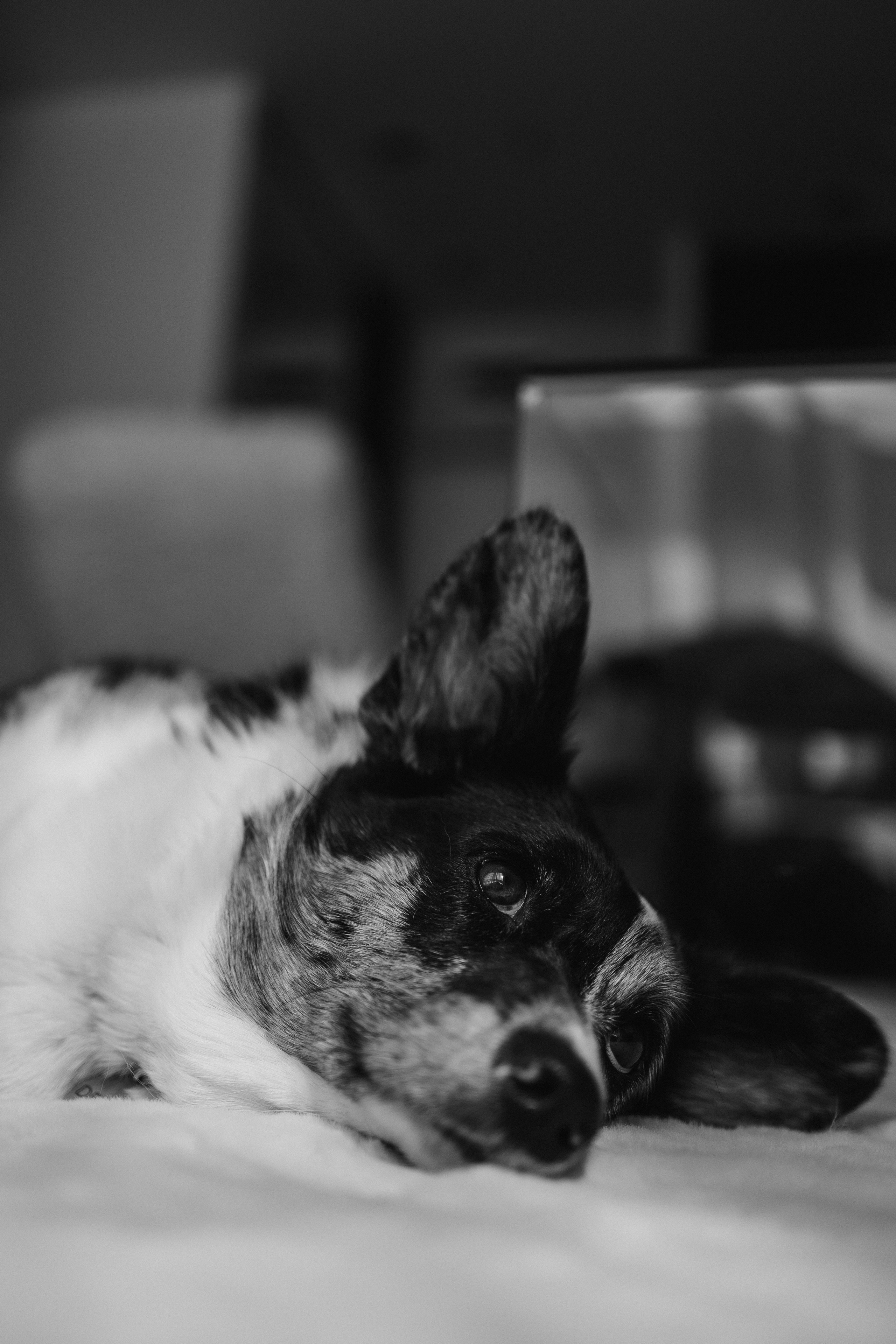 Бэлла, Деми и Луна. Фотораф — анималист Мария Шистка