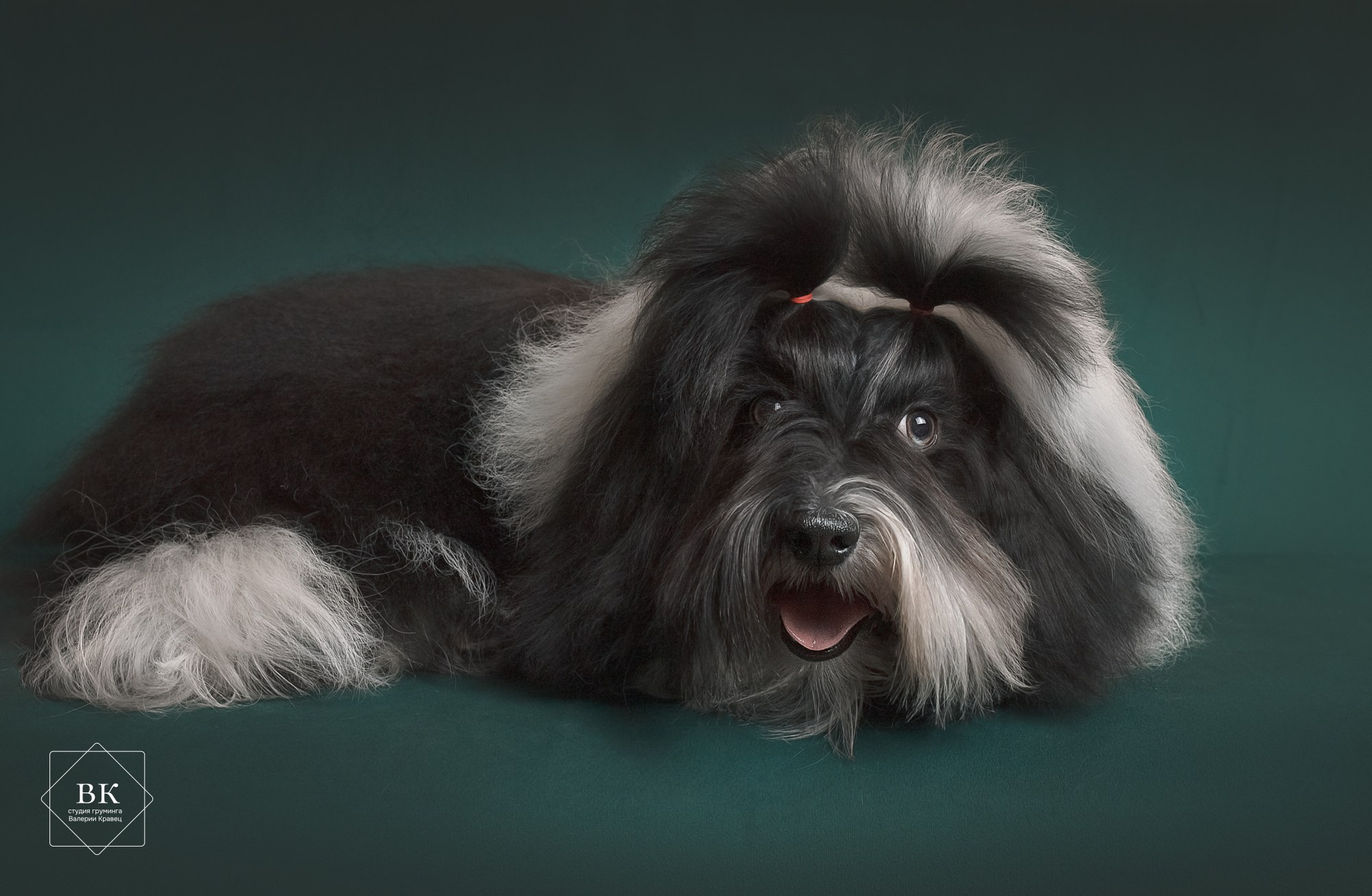 Портфолио. Студия груминга Валерии Кравец