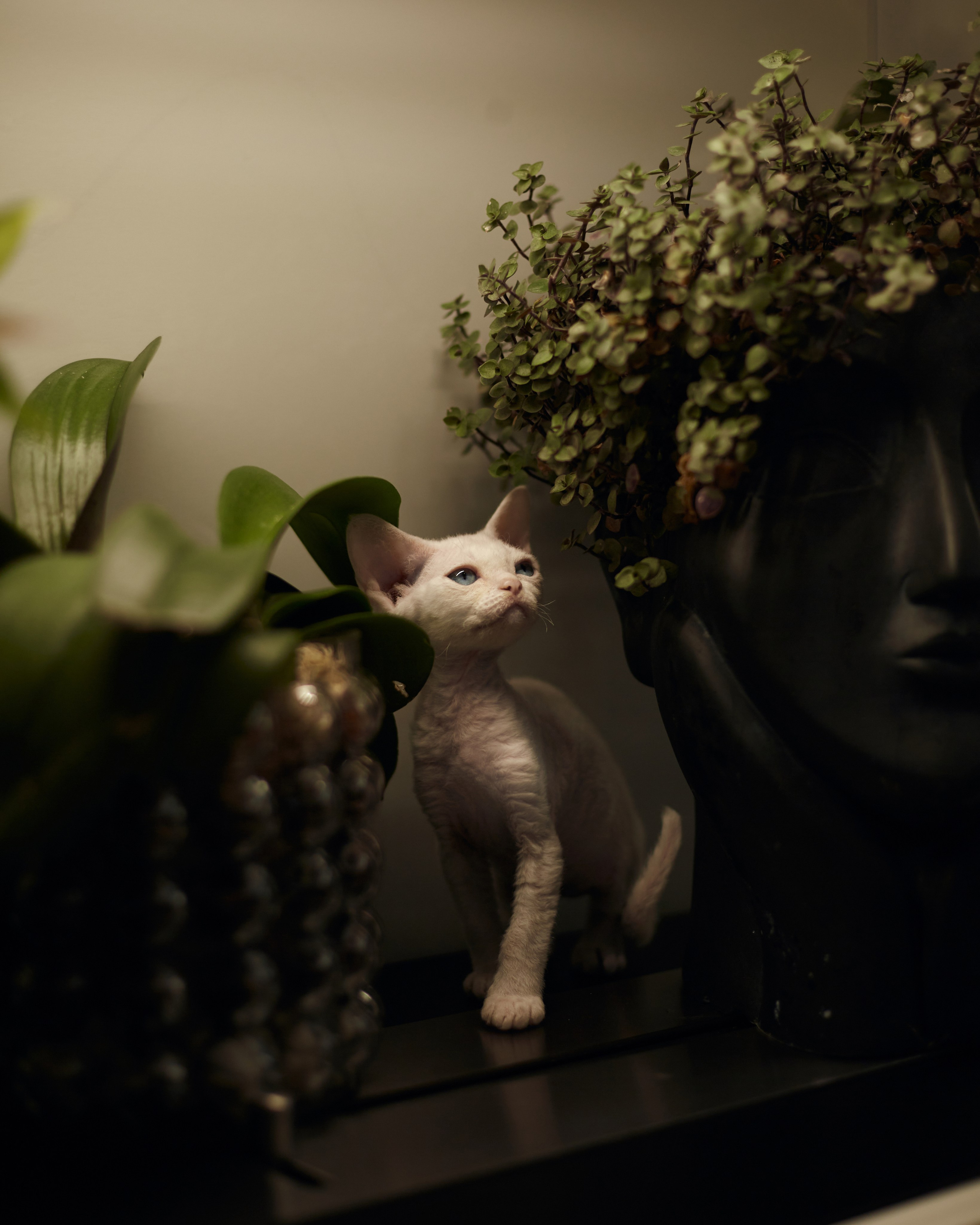 фотосессия кошек краснодар