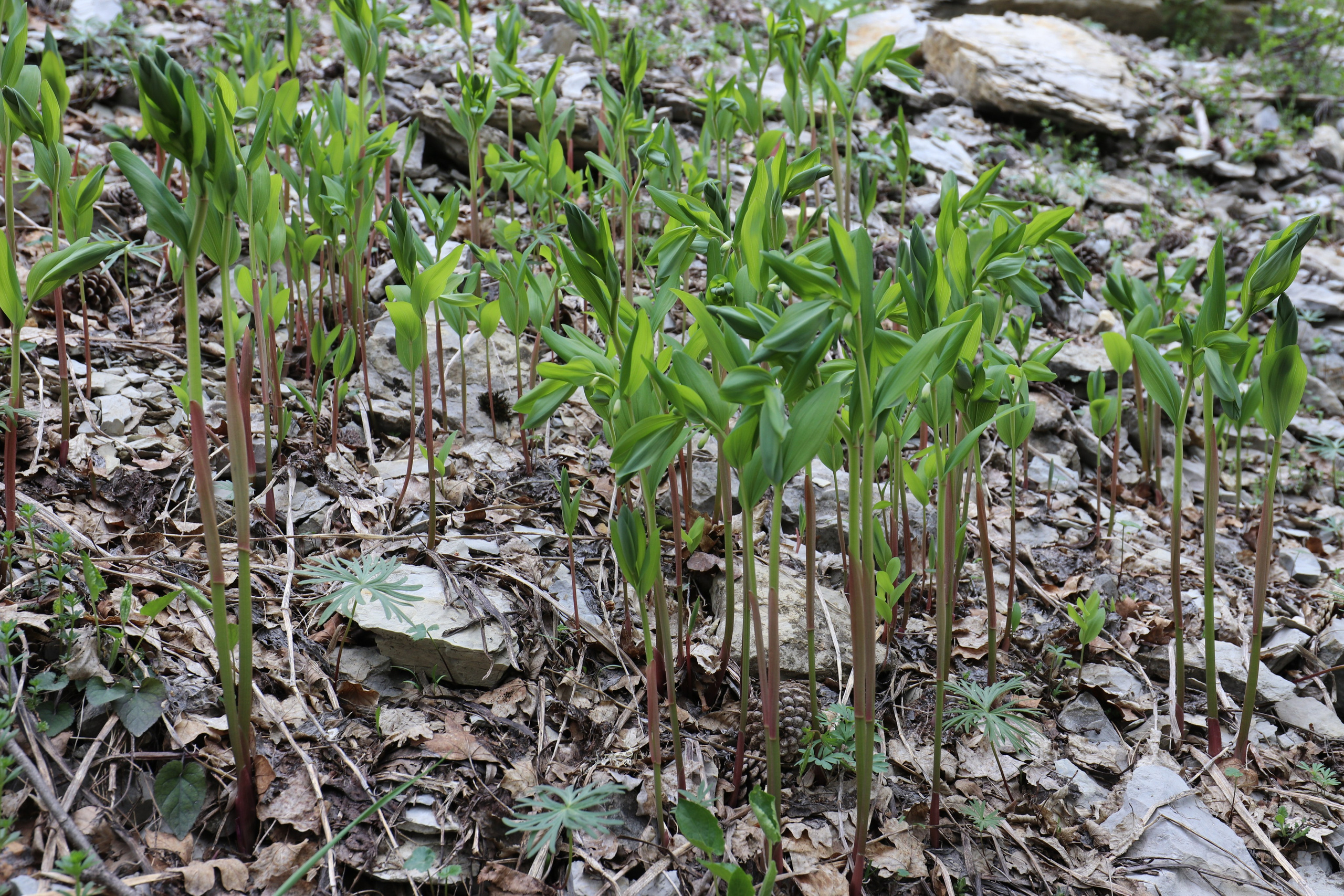 Крым. ЮБК (Бахчисарай, Демерджи, Судак). Первый скалолазный выезд. Май 2019. Путешественник-фотограф из Санкт-Петербурга Татьяна Свистулина