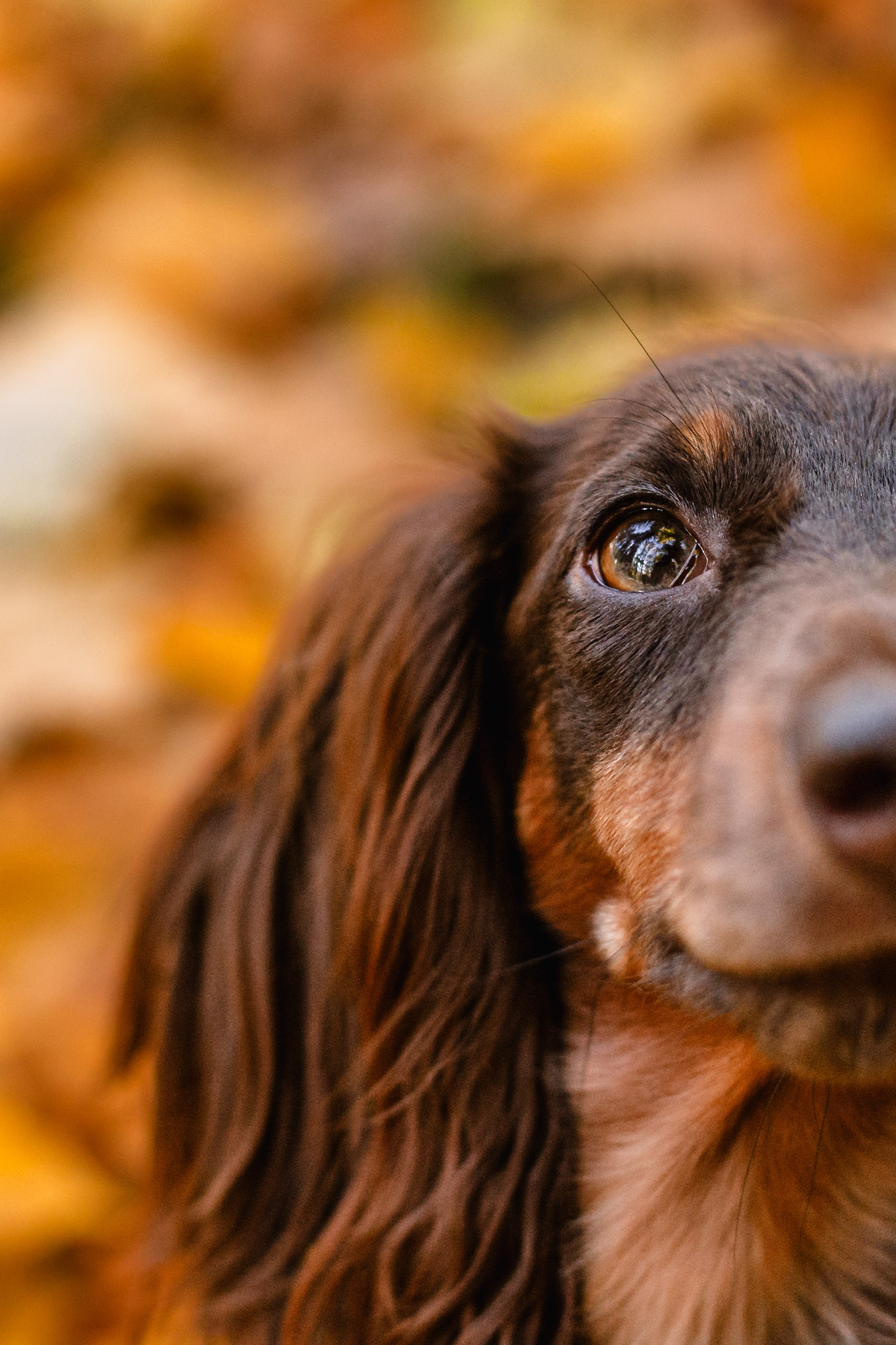 Света, Хайди, Богдана. Фотограф-анималист Татьяна Степанова