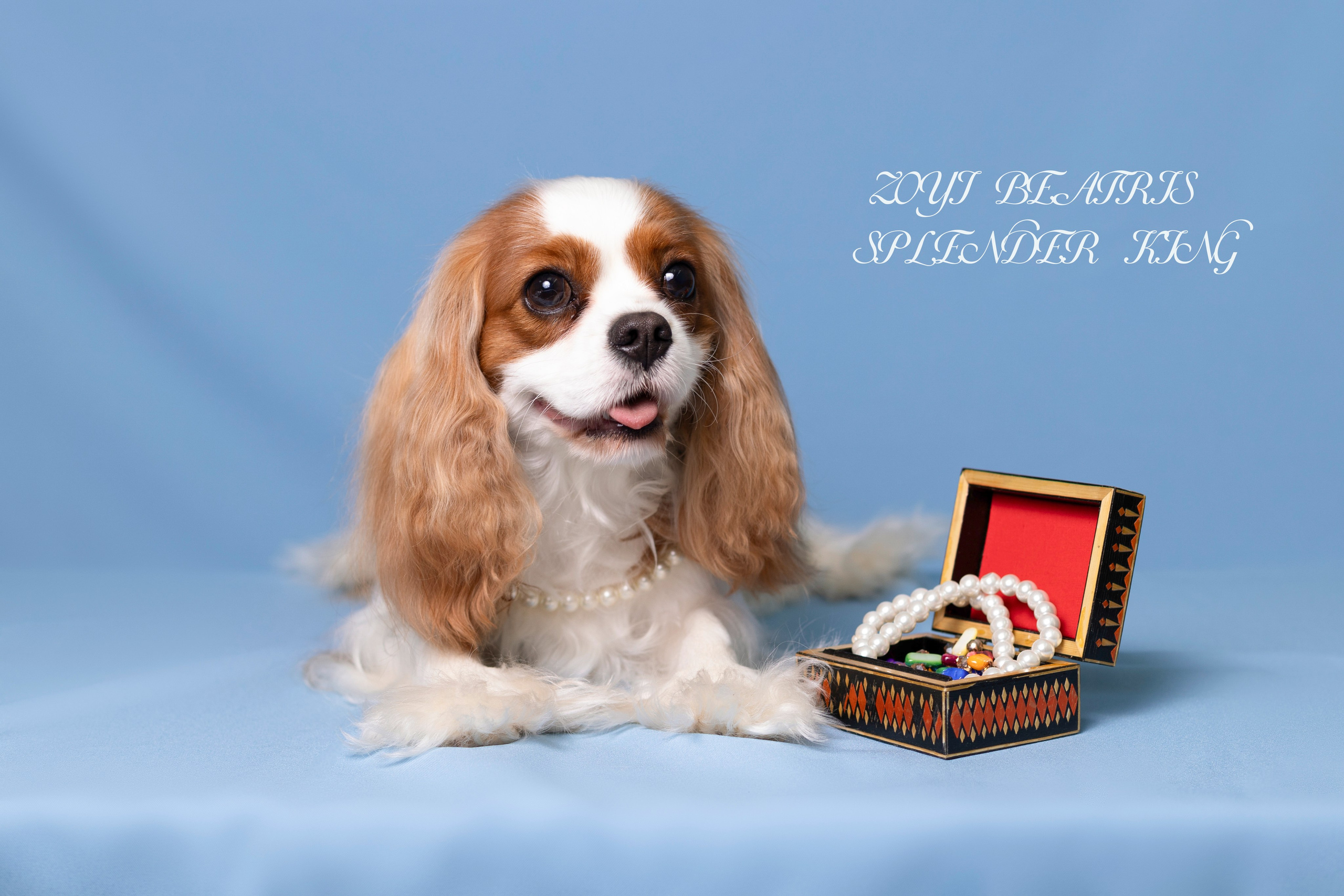 Фотосессия Бетти!. Фотограф 📸 семейный, предметный, репортажный