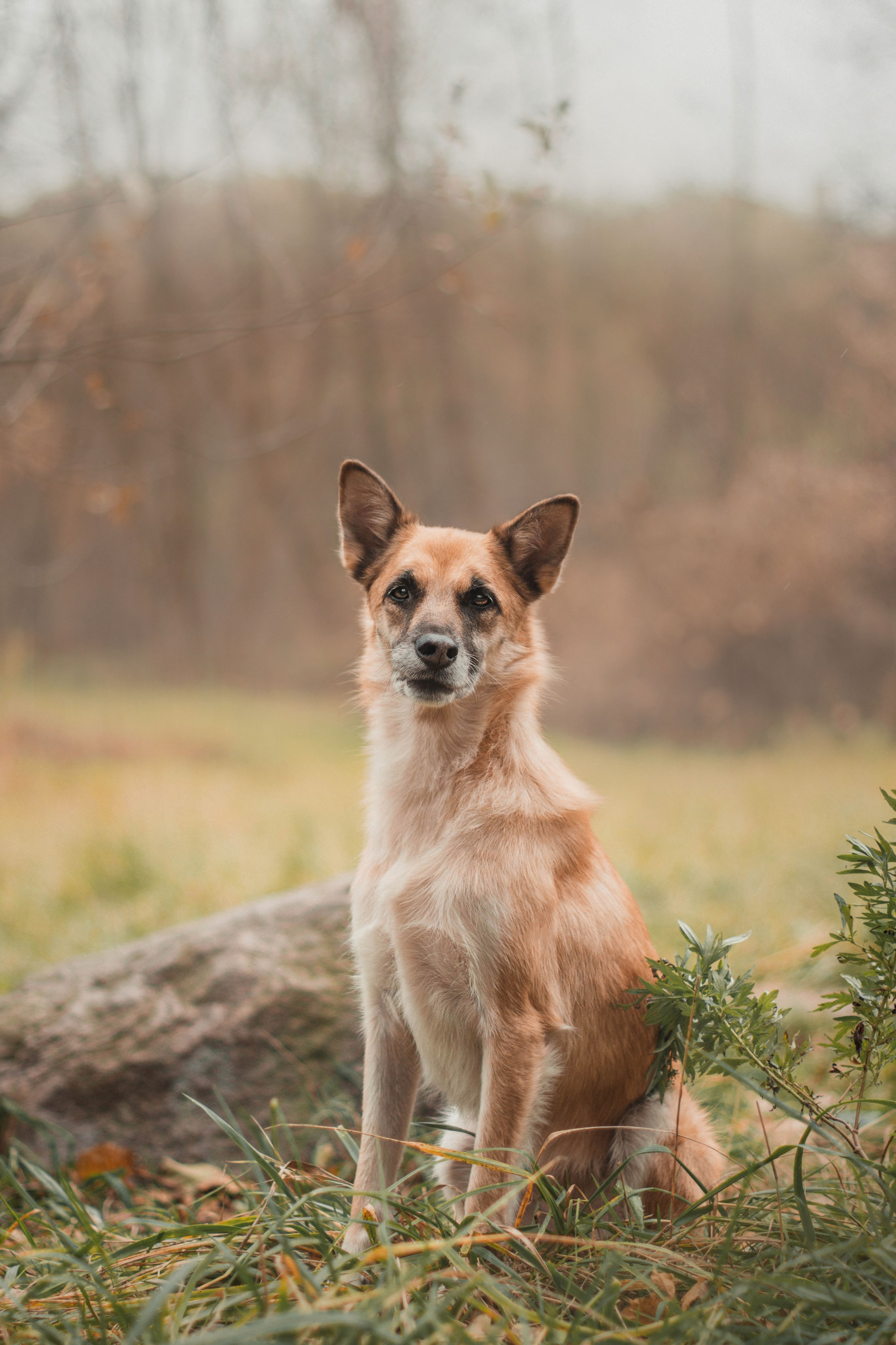 Осенняя фотосессия собаки в туманном лесу в Москве. Фотограф собак, анималист в Москве Кира Яковлева