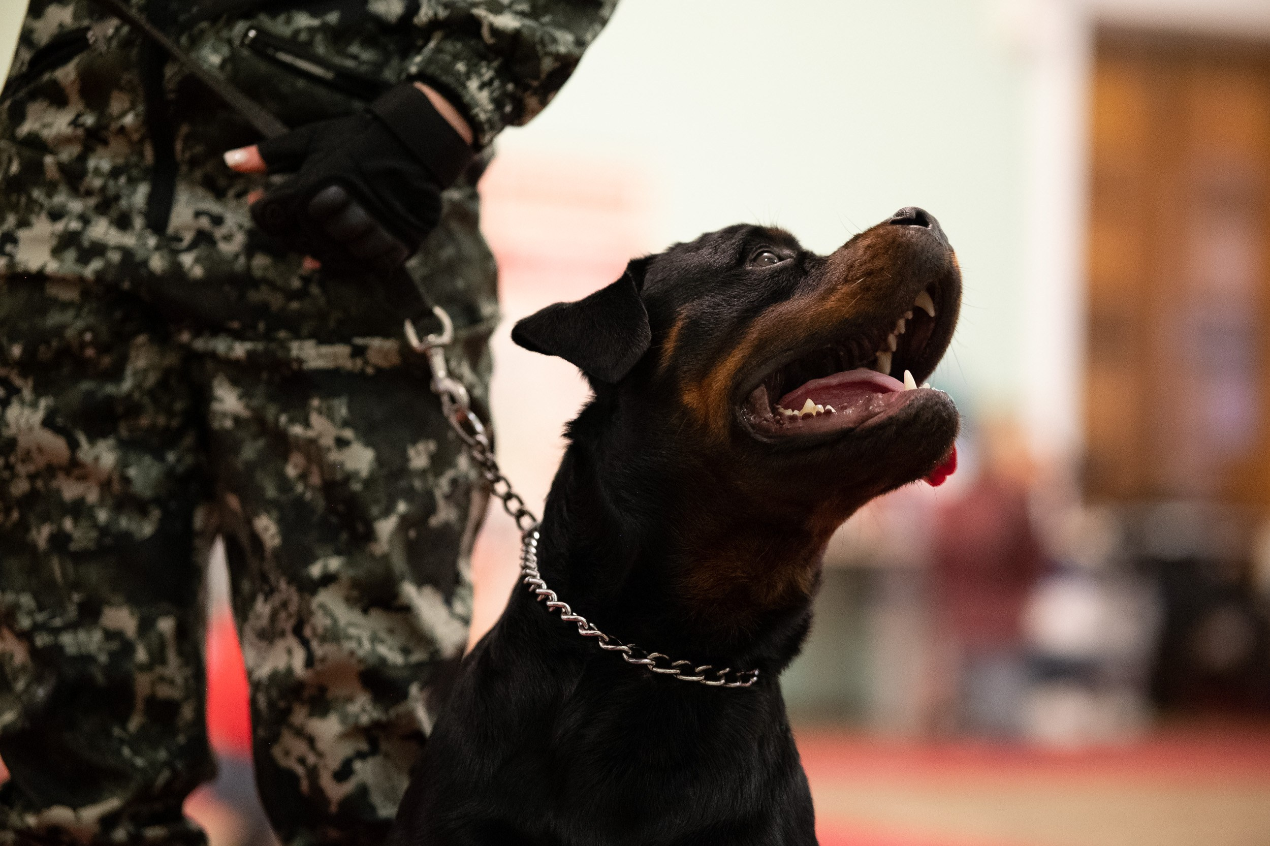 Выставка собак. Фотограф и видеооператор в Туле | Даниил Рыбак