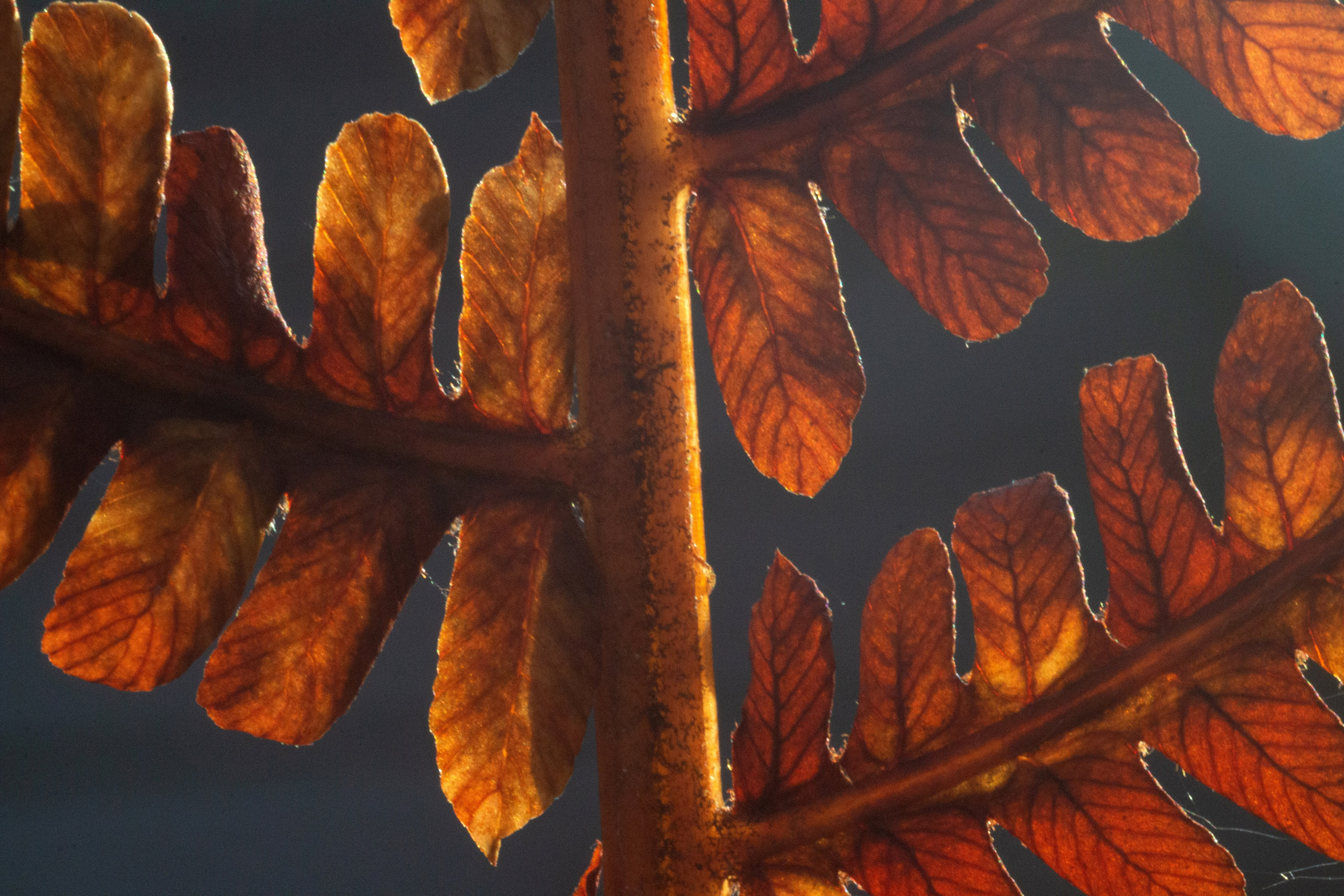 Макро. Фотограф Лагутин Анатолий