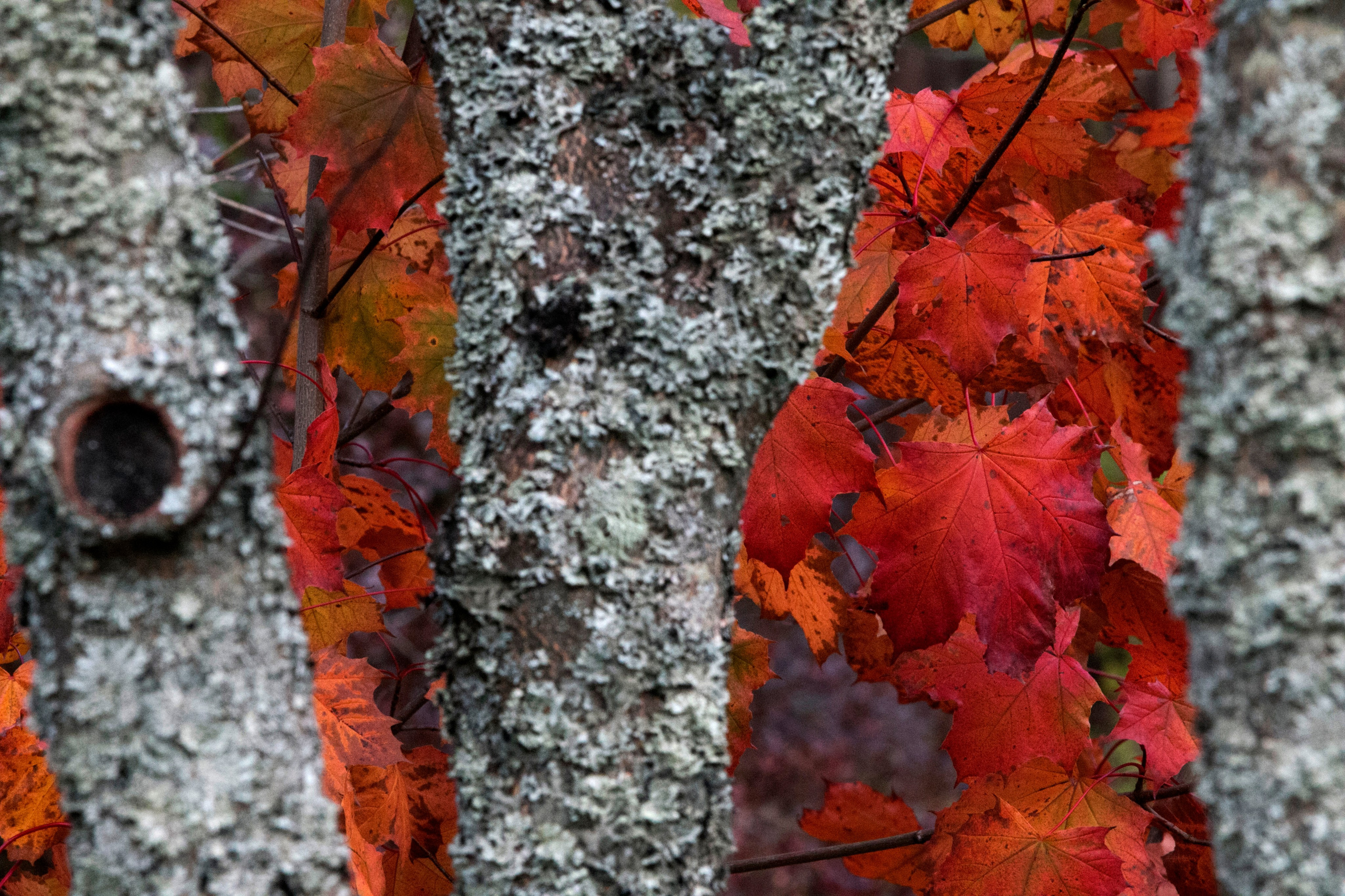 Фото. Фотограф Лагутин Анатолий