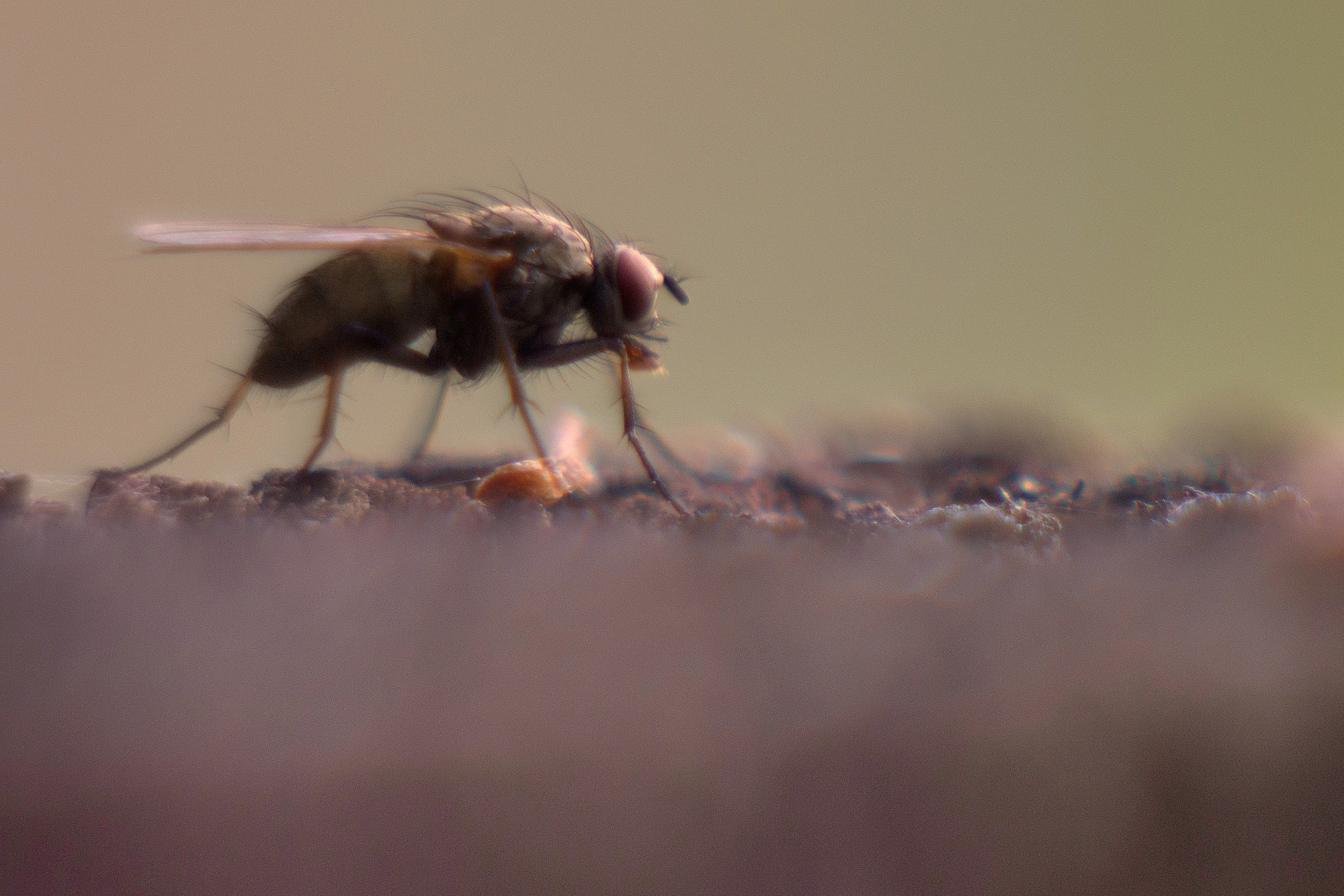 Макро. Фотограф Лагутин Анатолий