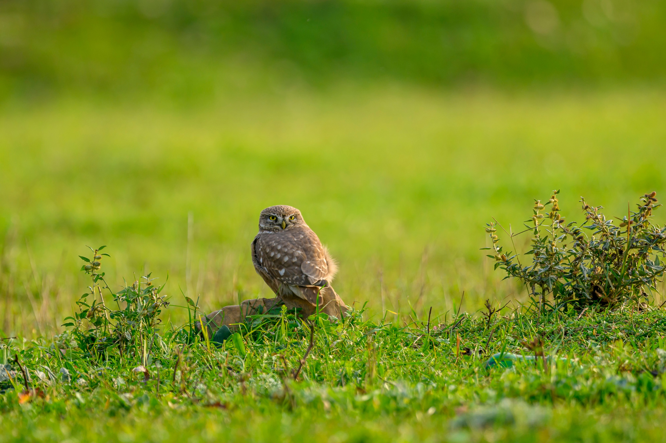 Дагестан. Ноябрь 2025. Фотограф Сергей Пупонин