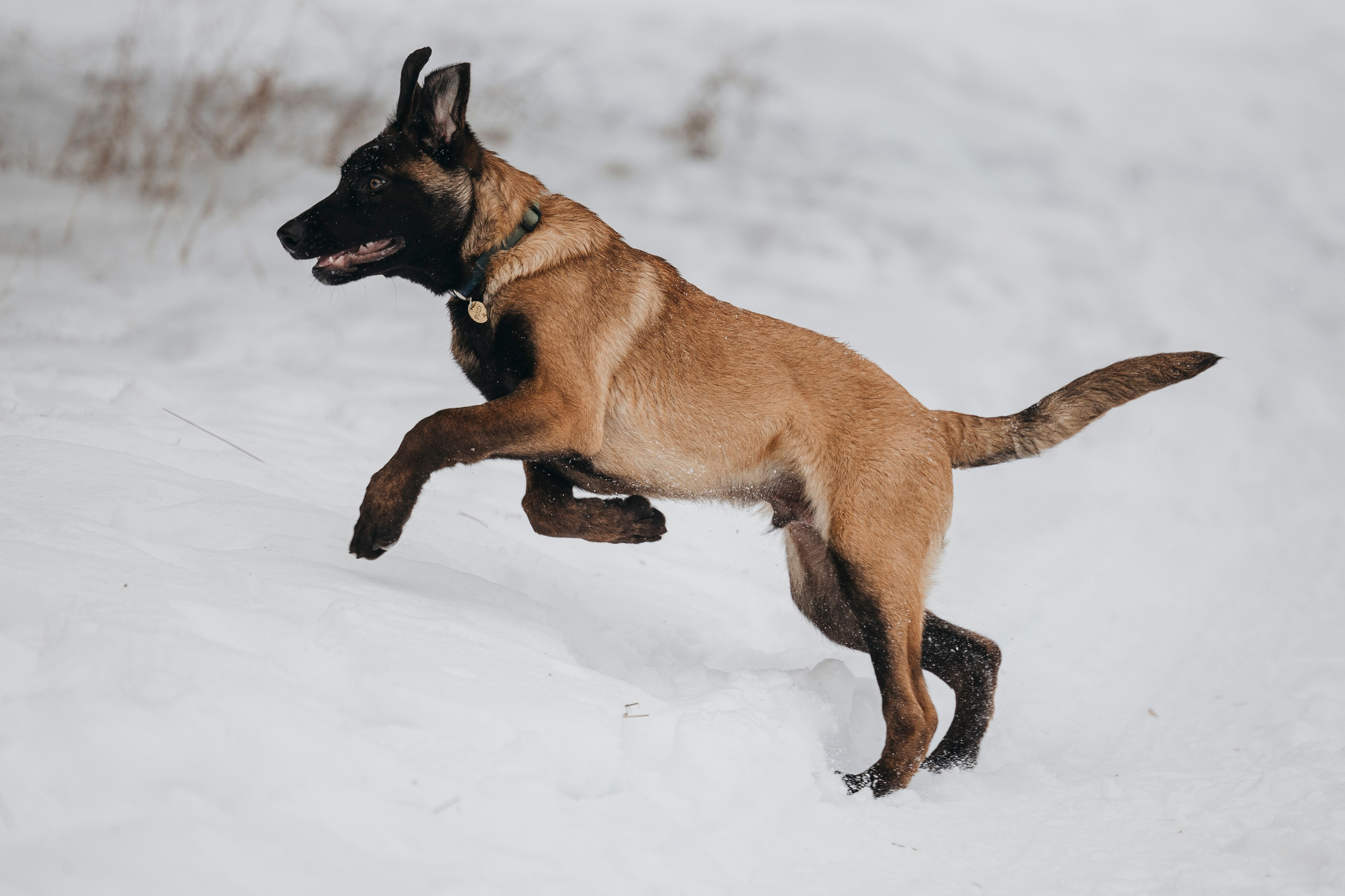 Даша, Омен, Айс и Рицу. Фотограф-анималист Анна Маринич