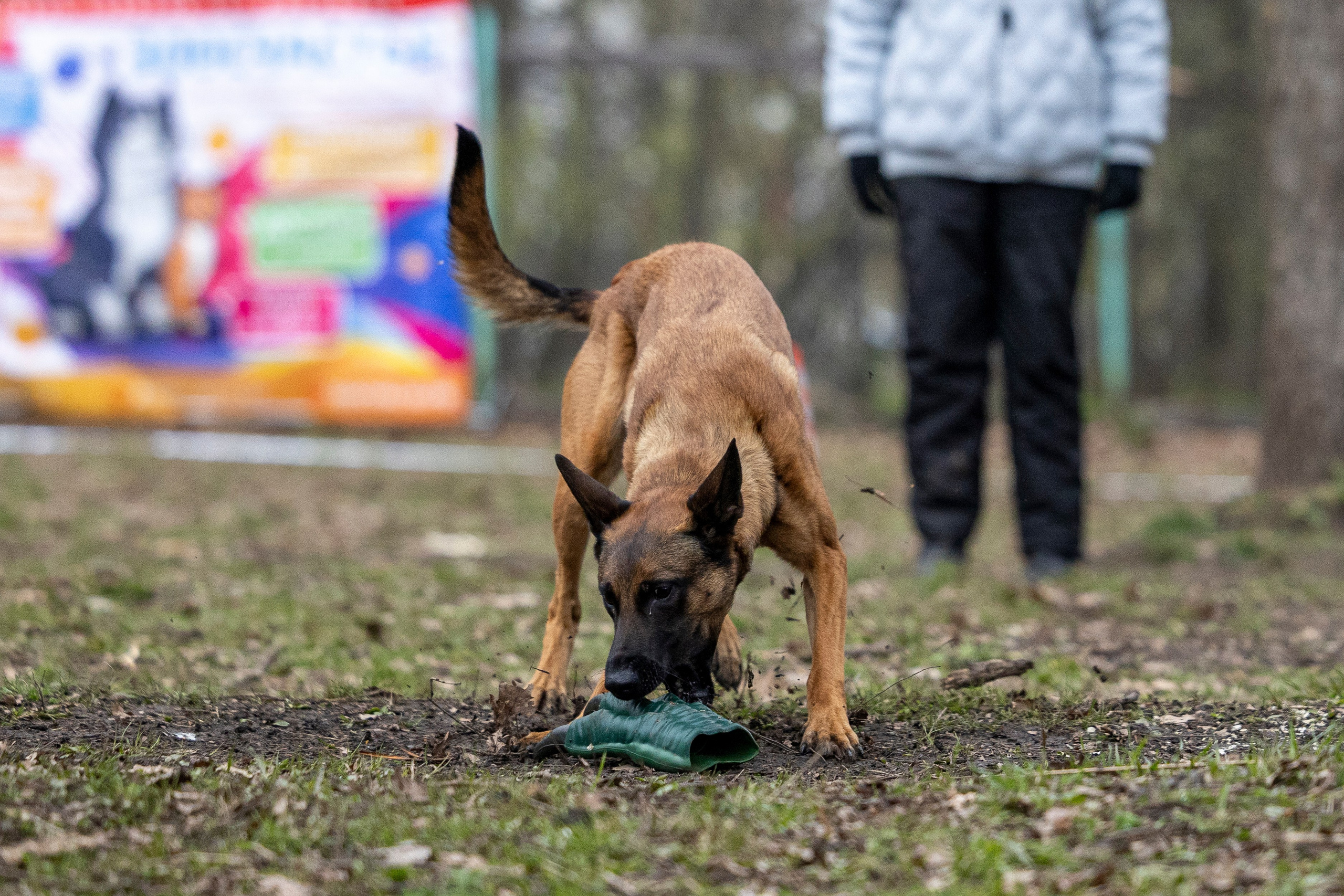 Квалификационные состязания по мондьорингу г. Вологда 11.05.24. Фотограф-анималист Анна Маринич