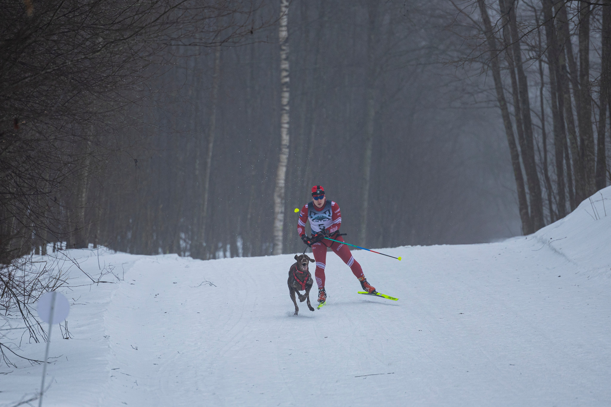 Зимний Чемпионат Санкт-Петербурга по ездовому спорту. Фотограф-анималист Анна Маринич