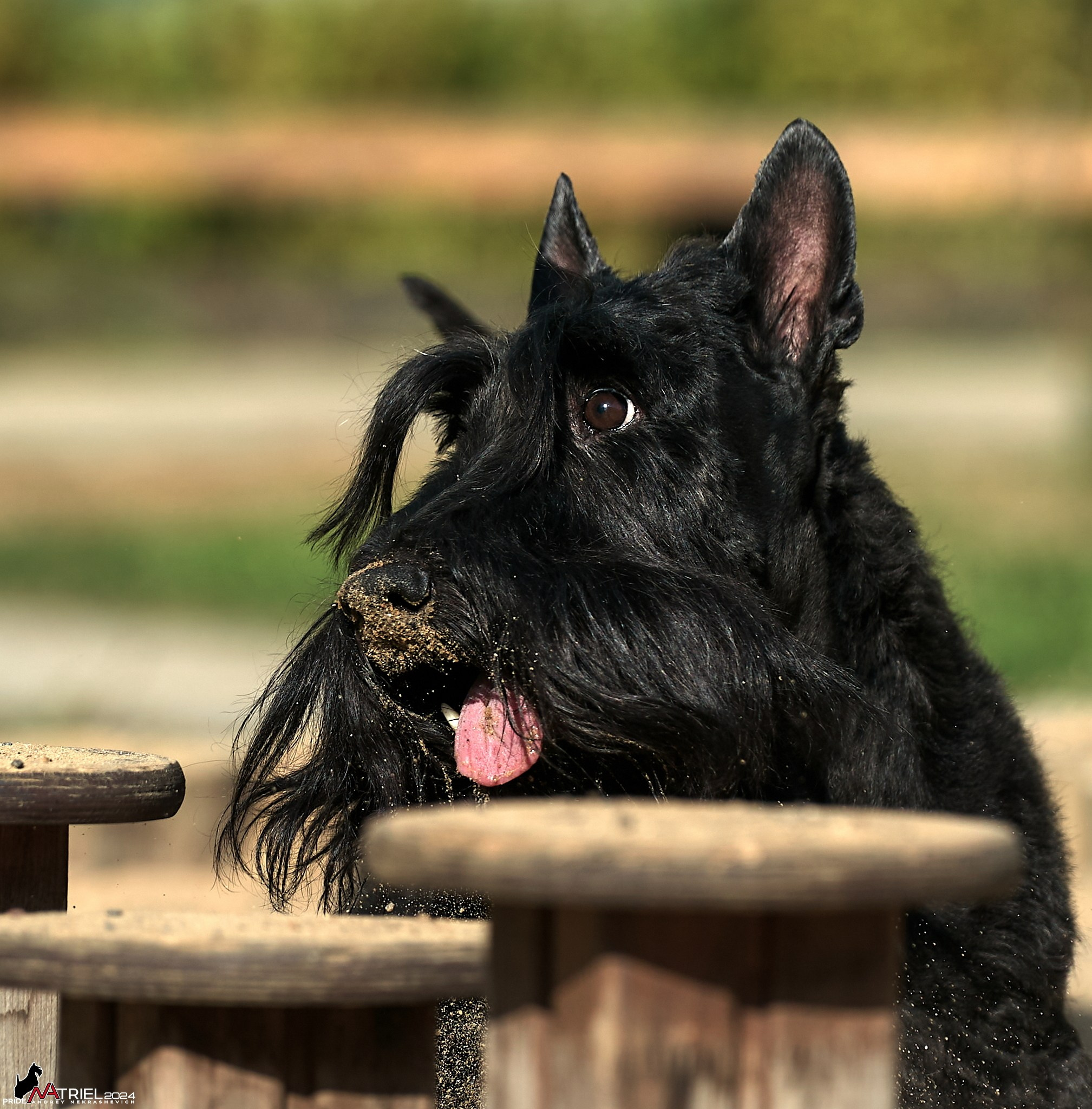 Фотопрогулка с шотландским терьером