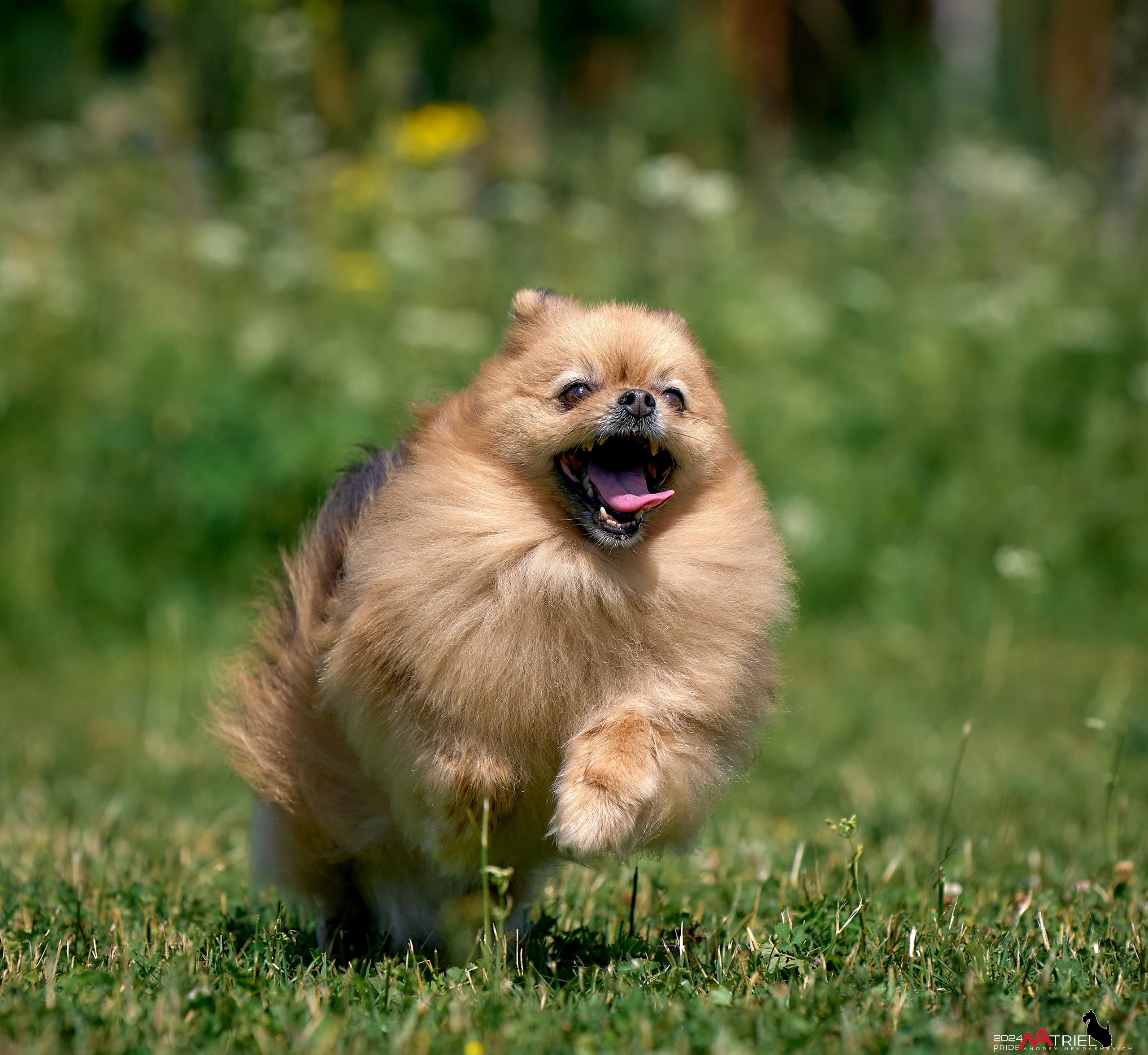 Репортаж из кинологического лагеря