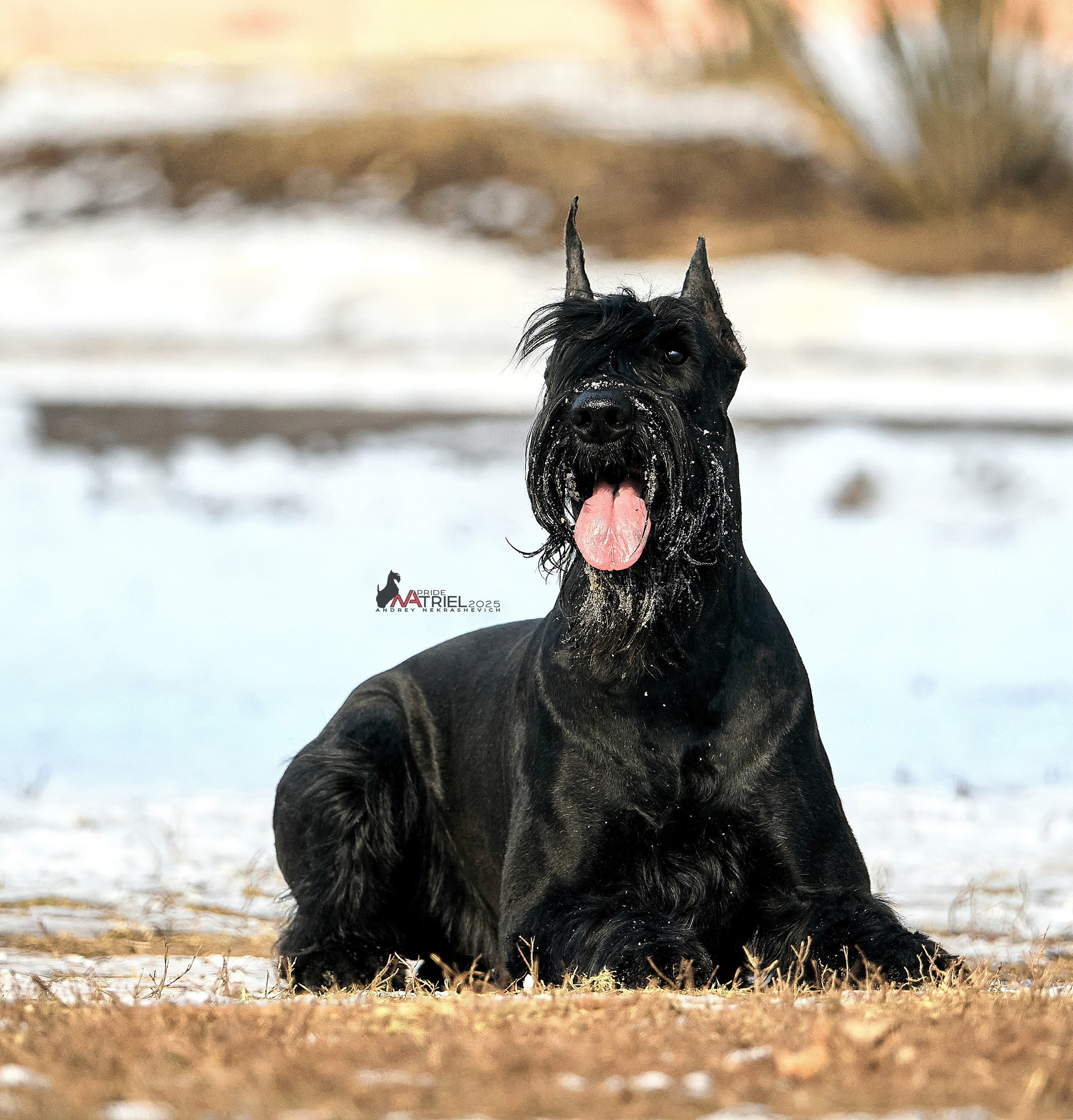 Портреты собак — галерея NATRIEL