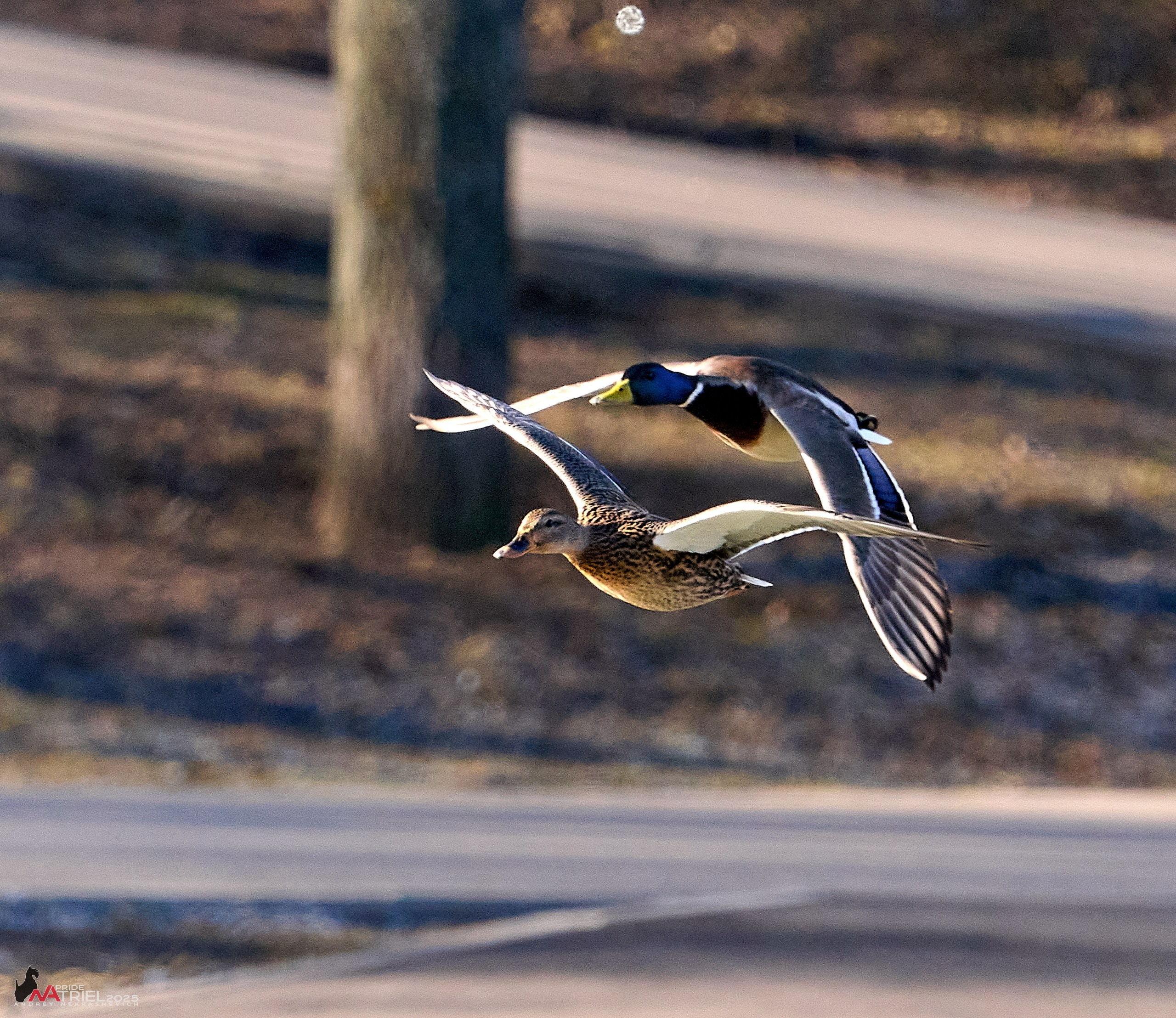 Фотопрогулка в Бутово
