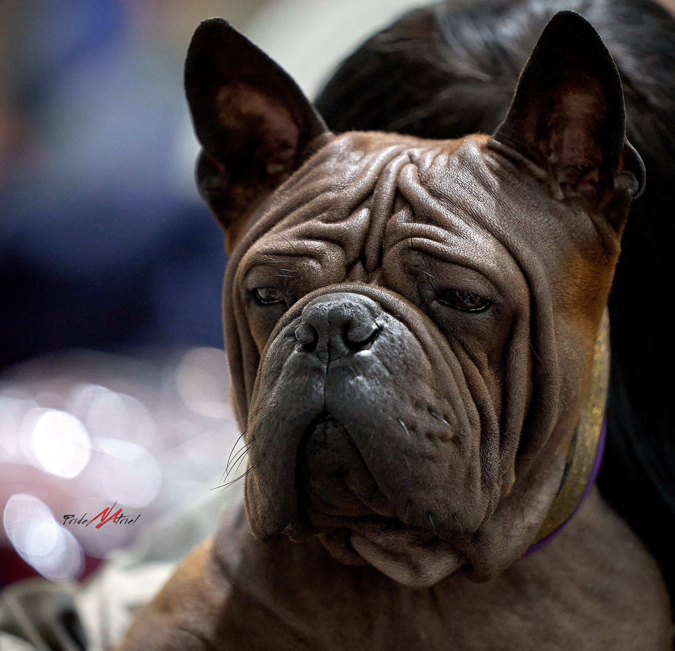 Картинки с выставки — галерея NATRIEL