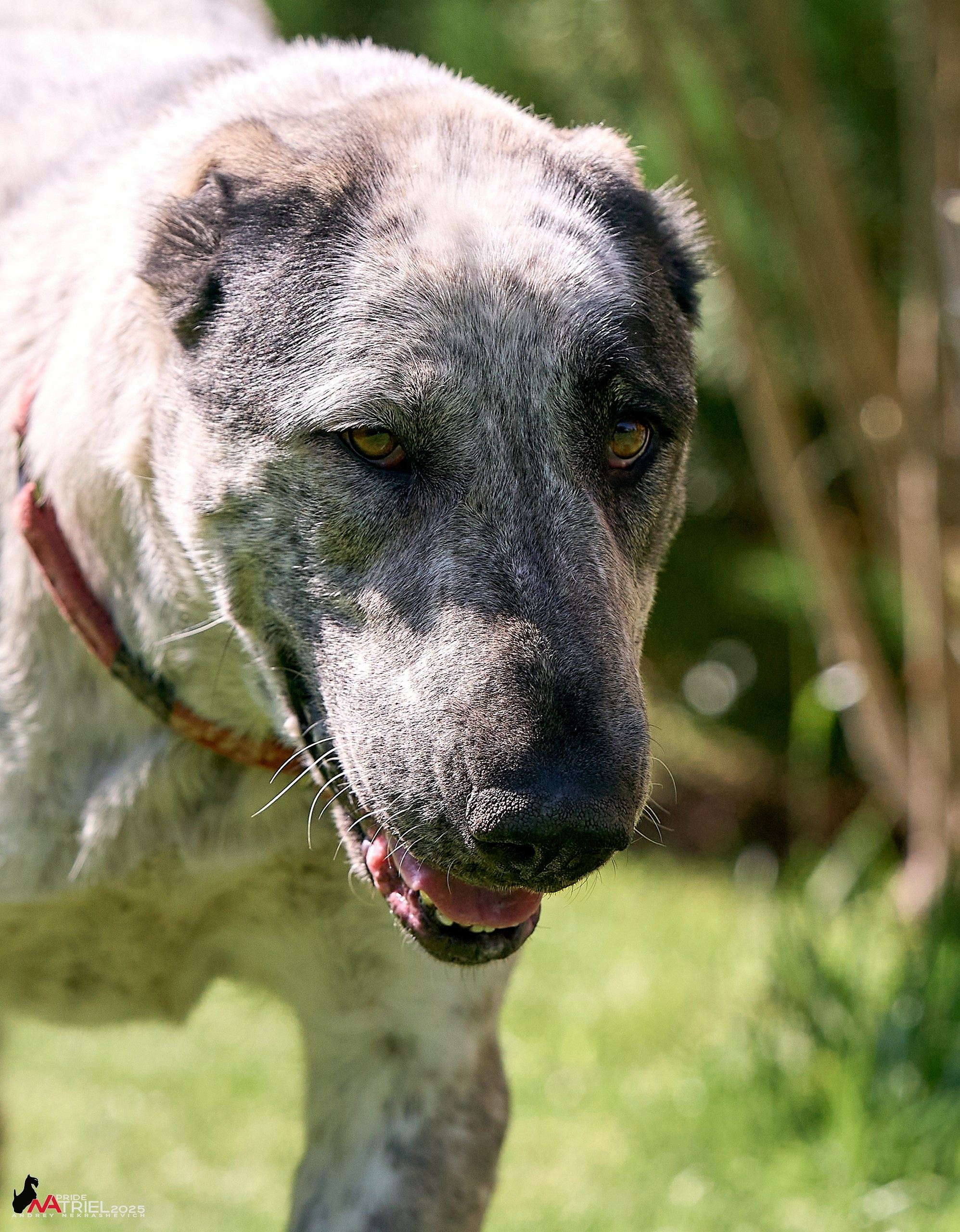 Алабаи и скотч-терьеры в питомнике у Ольги