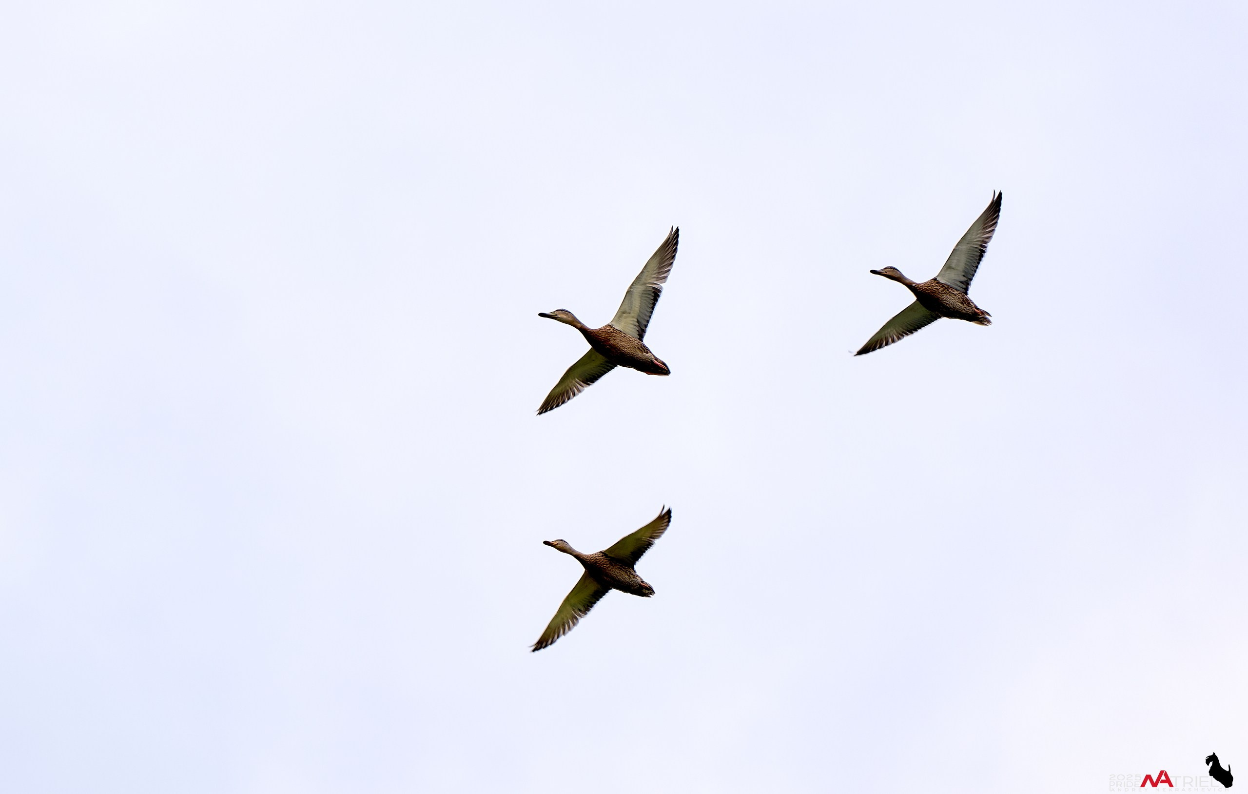 Утки на пруду