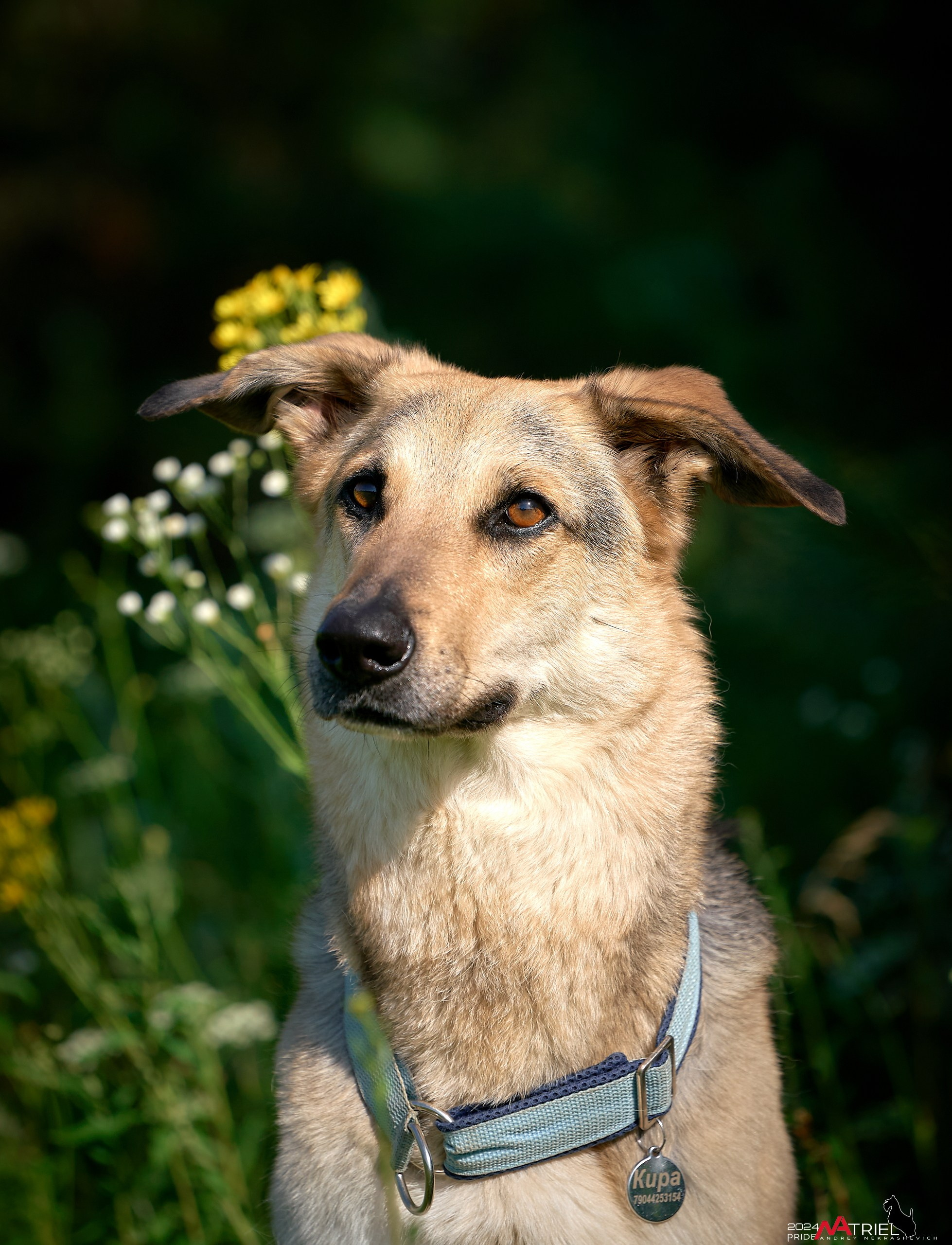 Репортаж из кинологического лагеря
