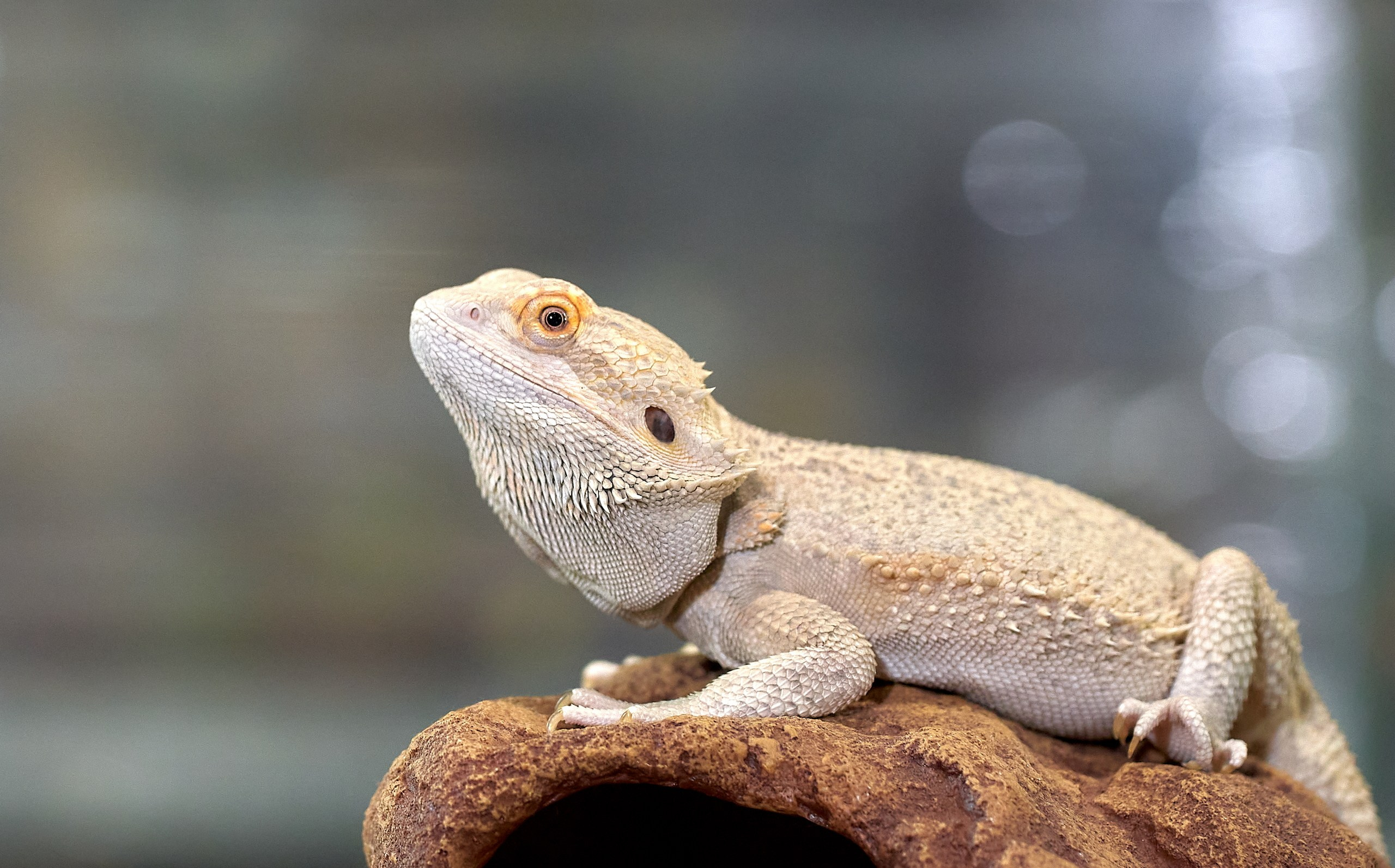 Рептилии — галерея NATRIEL