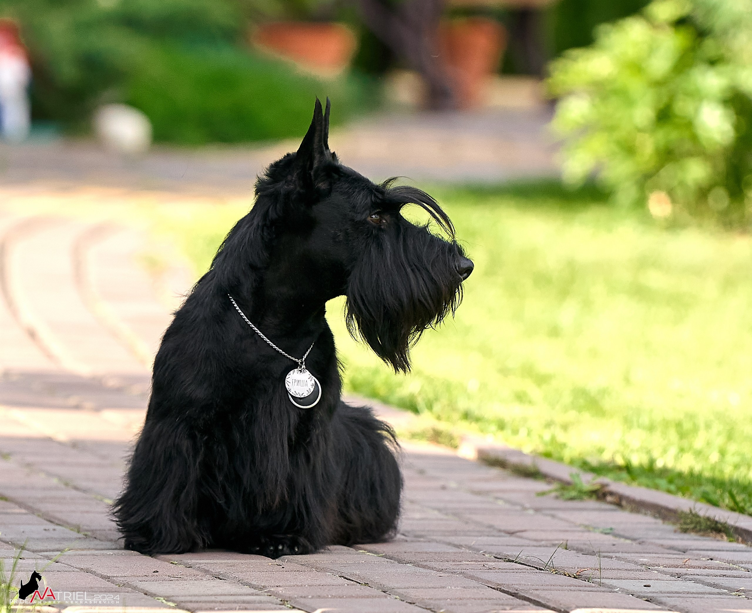 Скотчесемья «ИмпериалИти»