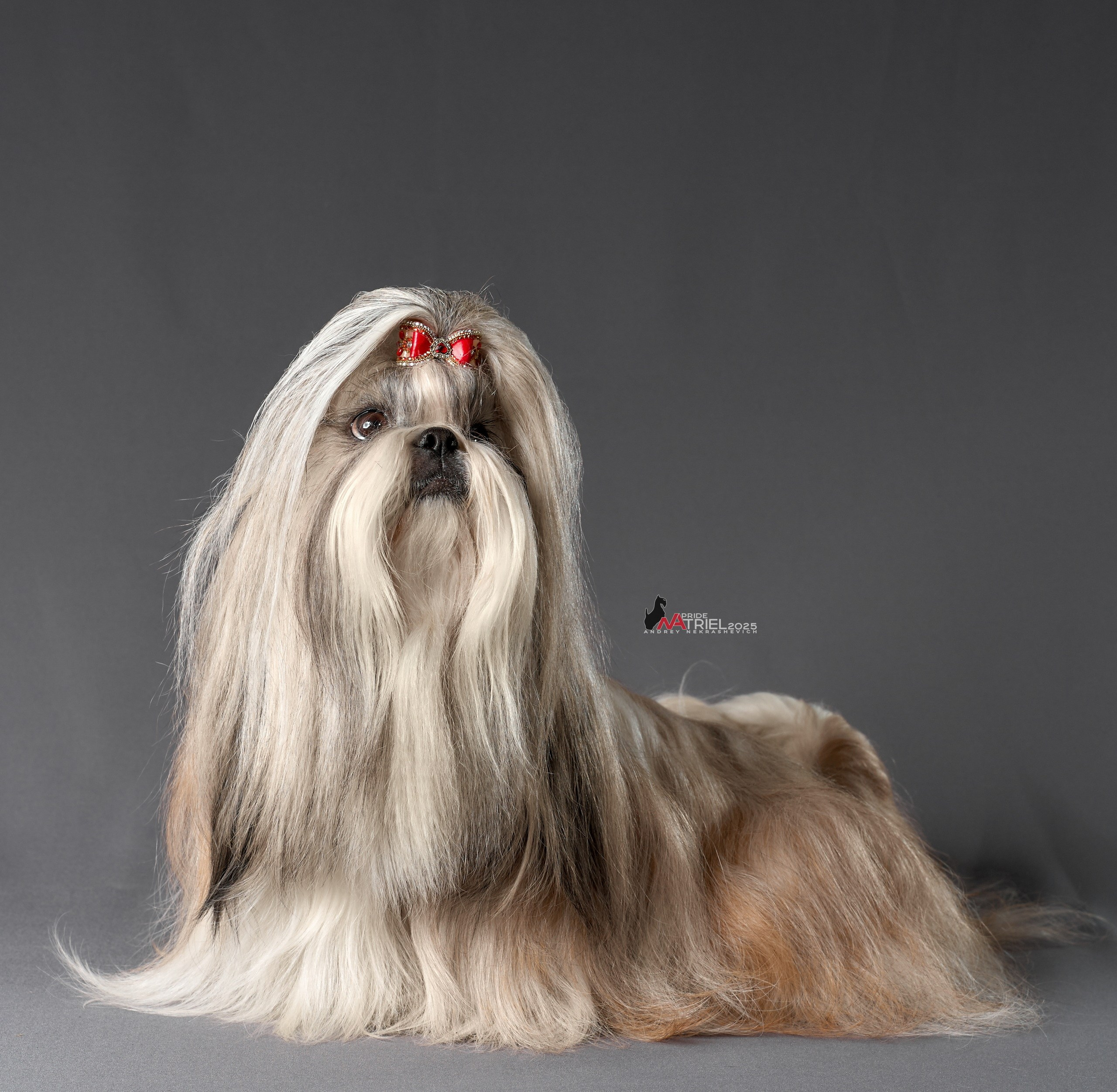 Собаки в студии — галерея NATRIEL