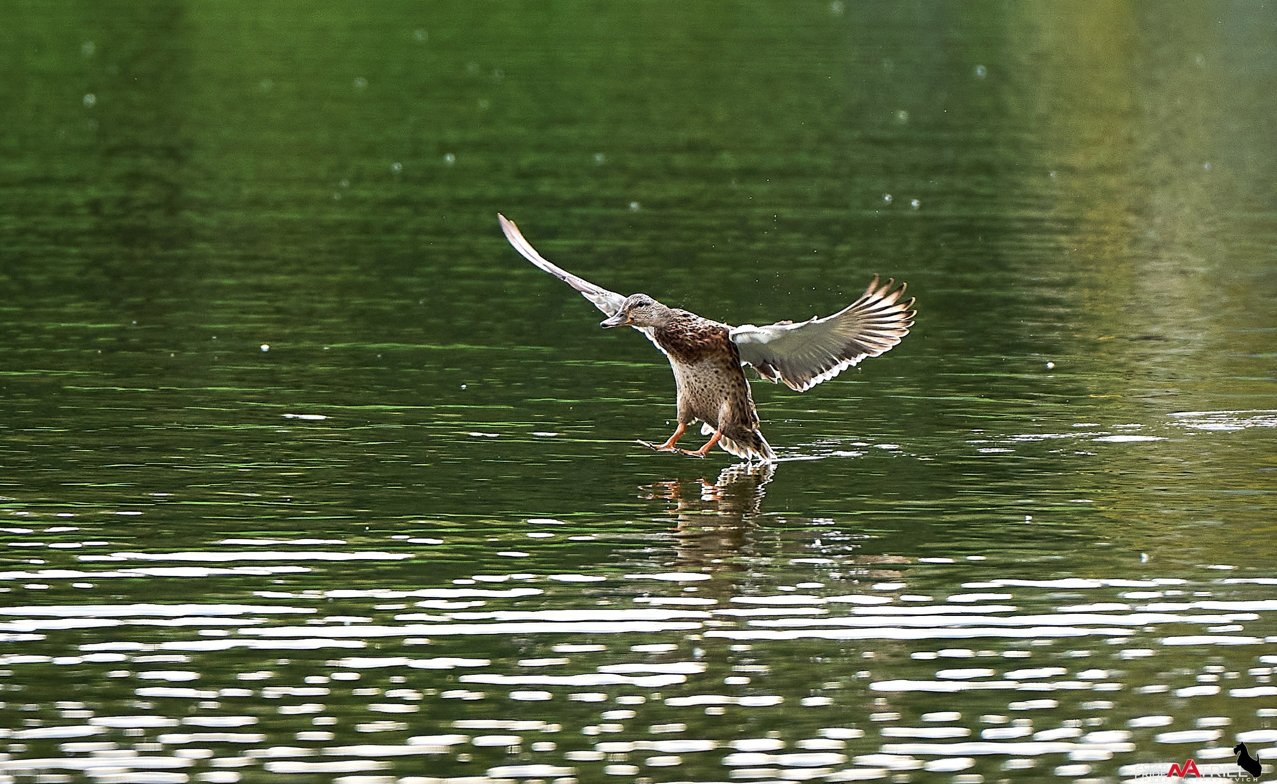 Утки на пруду