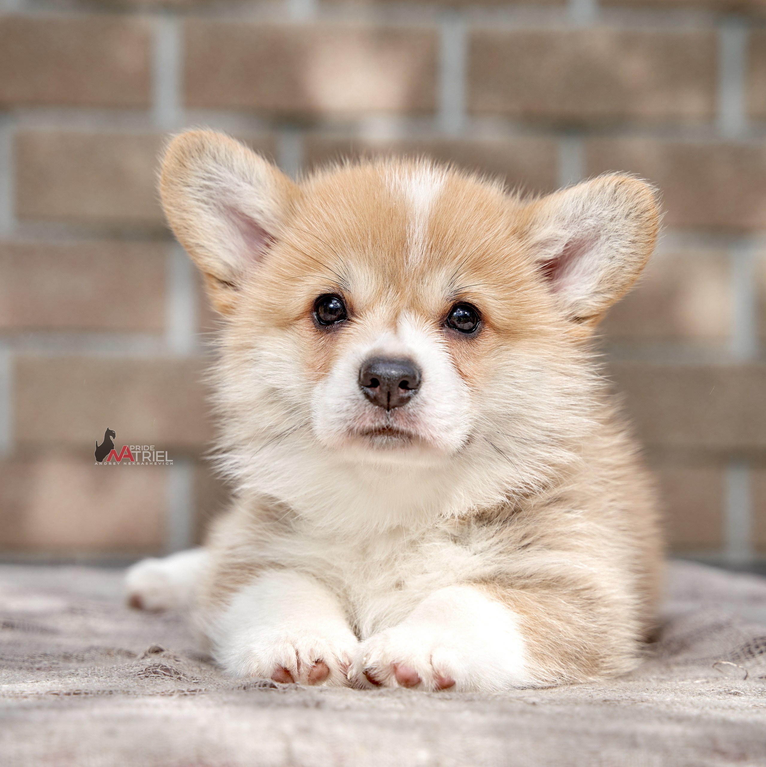 Щенки дома — галерея NATRIEL