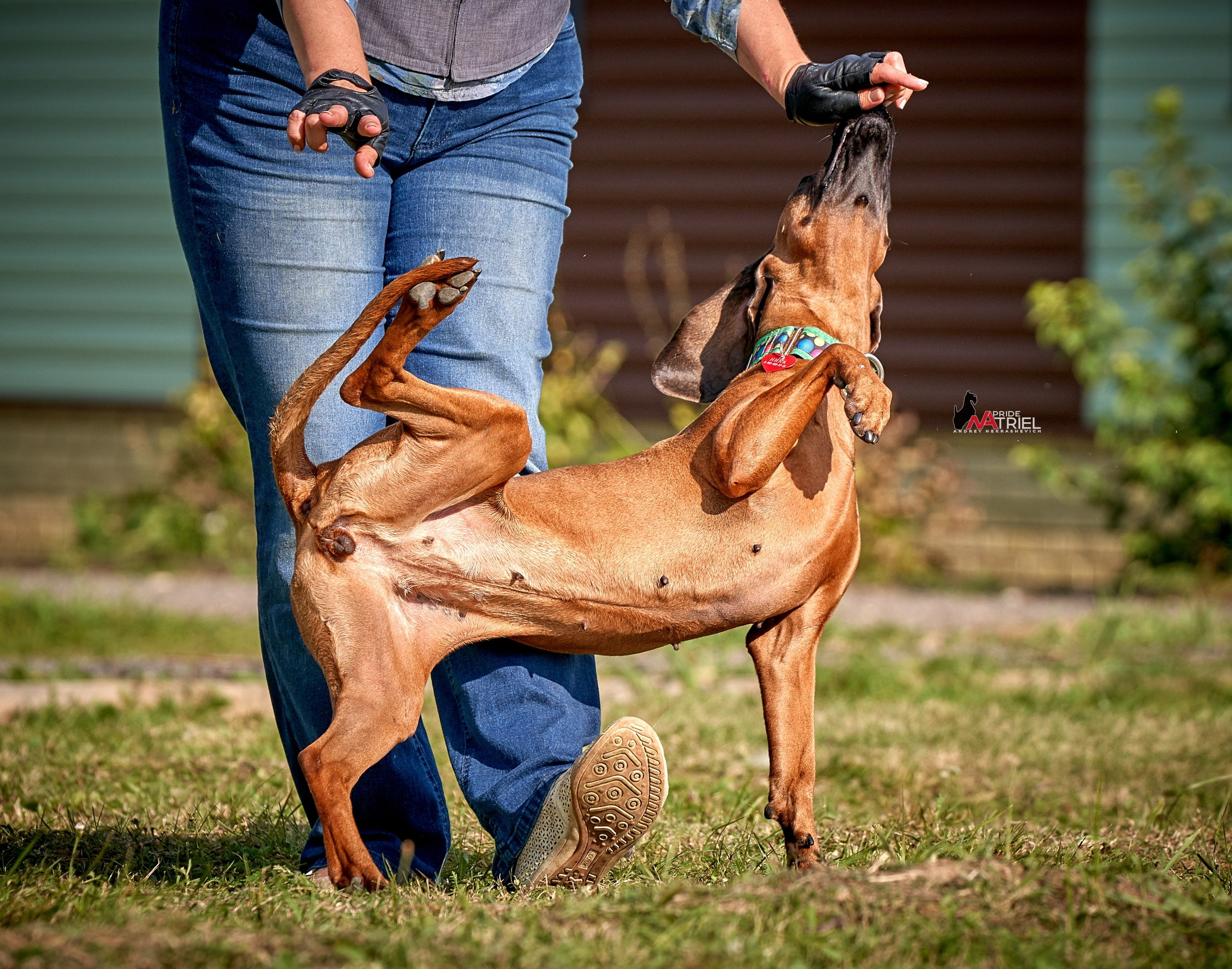 Обидиенс и танцы с собаками — галерея NATRIEL