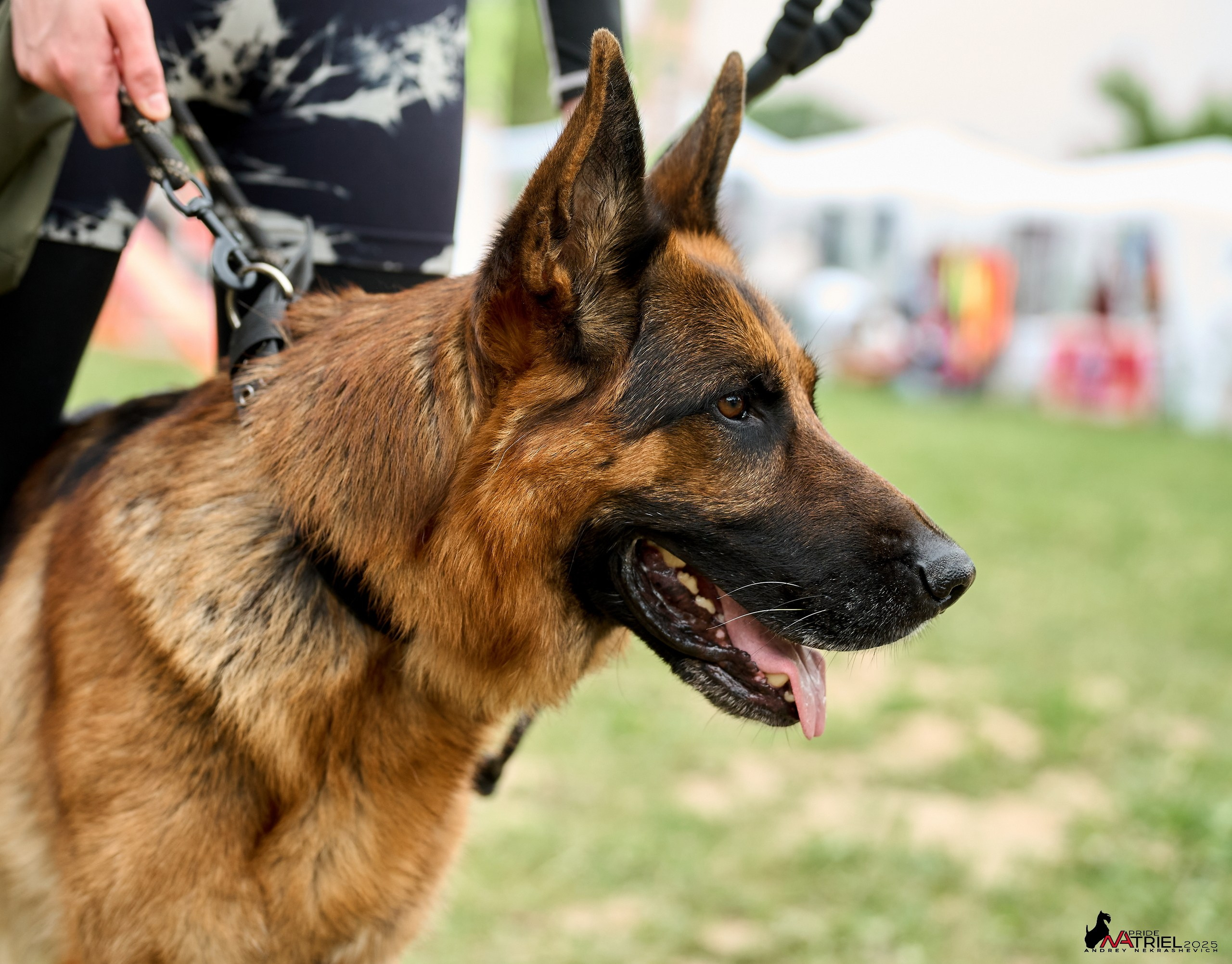 Russian Extreme Dog Trail — 2025