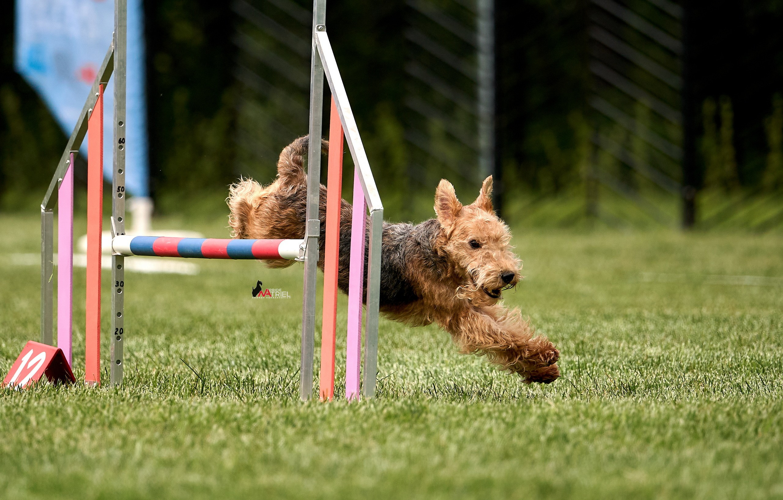 Аджилити — галерея NATRIEL