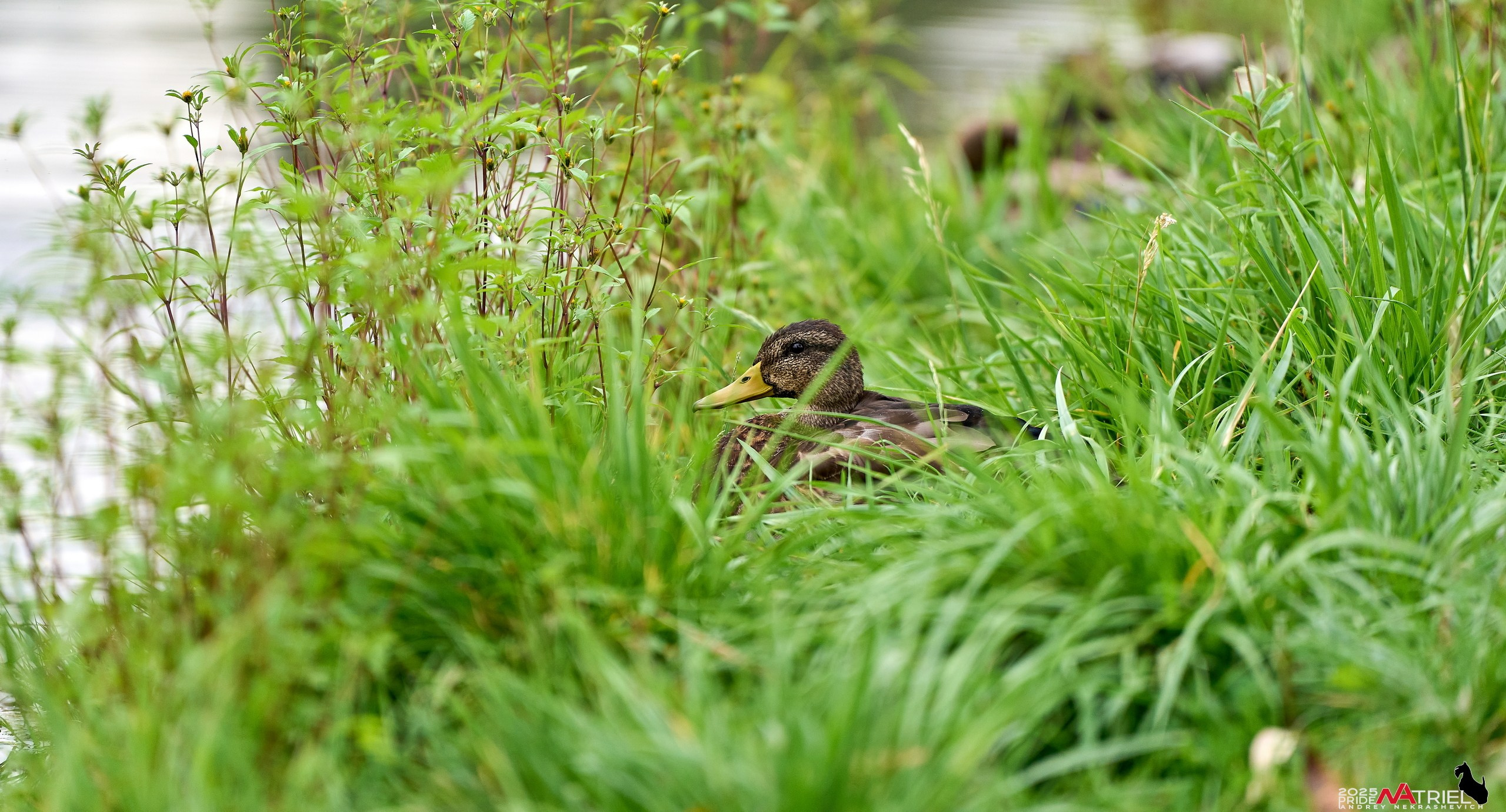 Утки на пруду