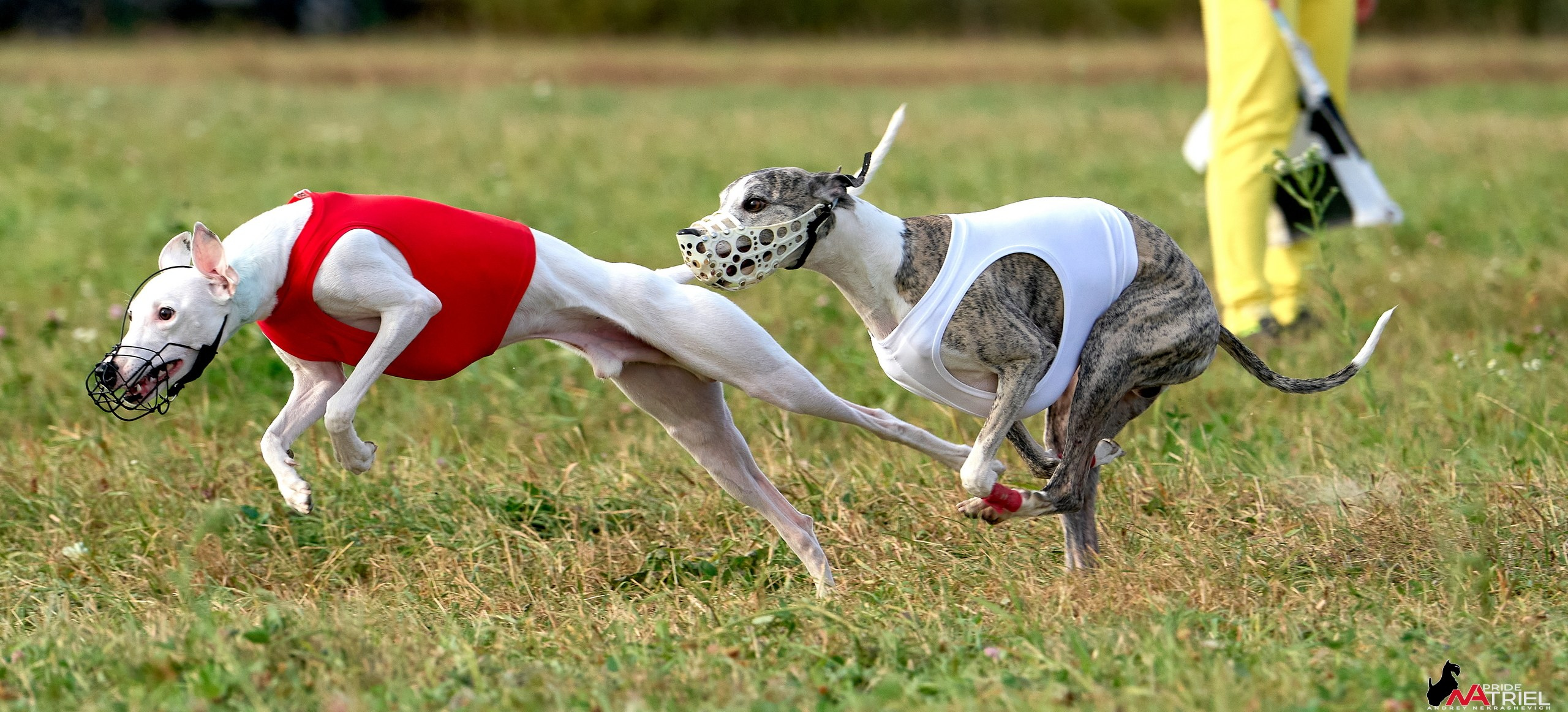 Съемка курсинг — галерея NATRIEL