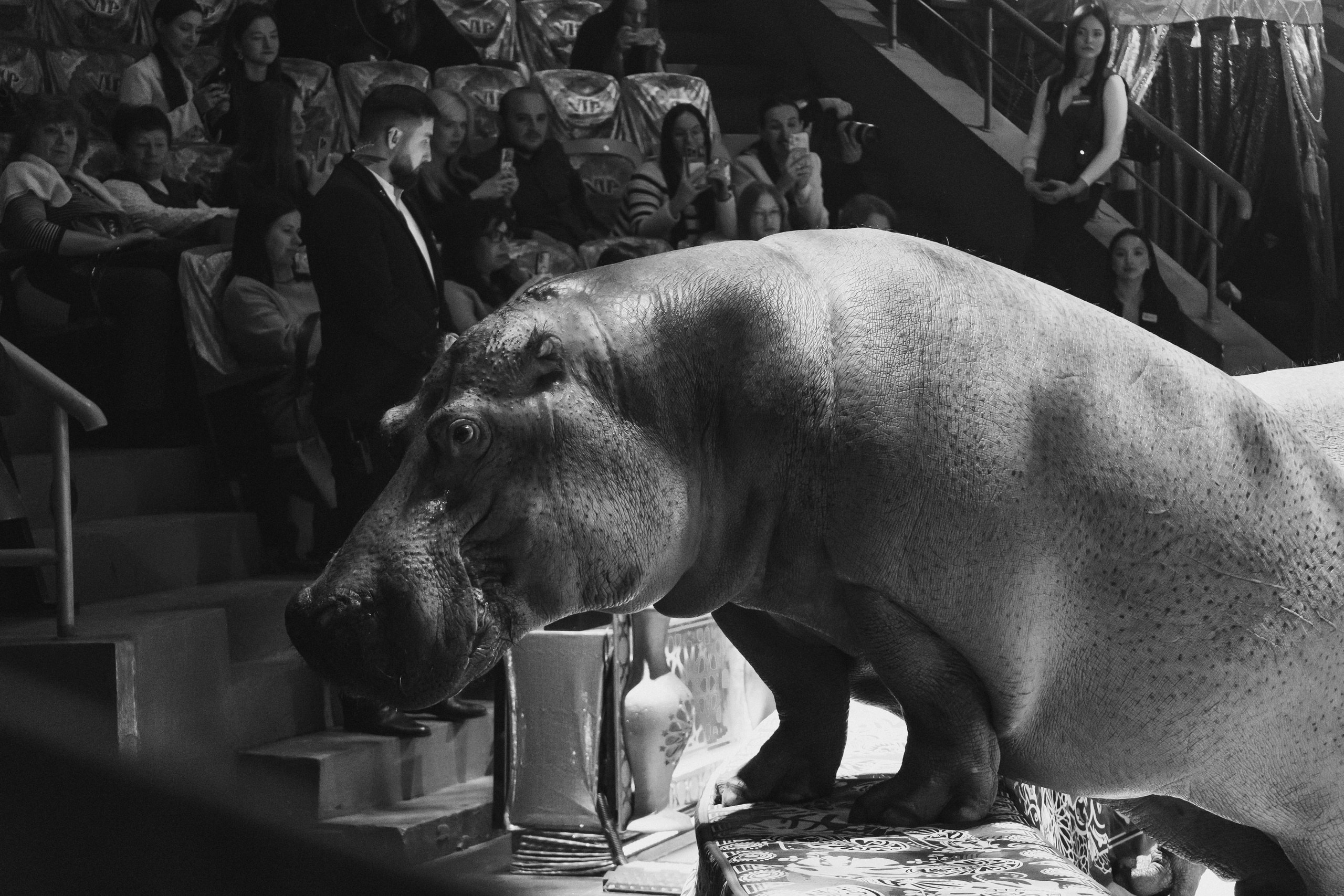Цирк Гии Эрадзе «Песчаная Сказка». Ваш фотограф в Нижнем Новгороде