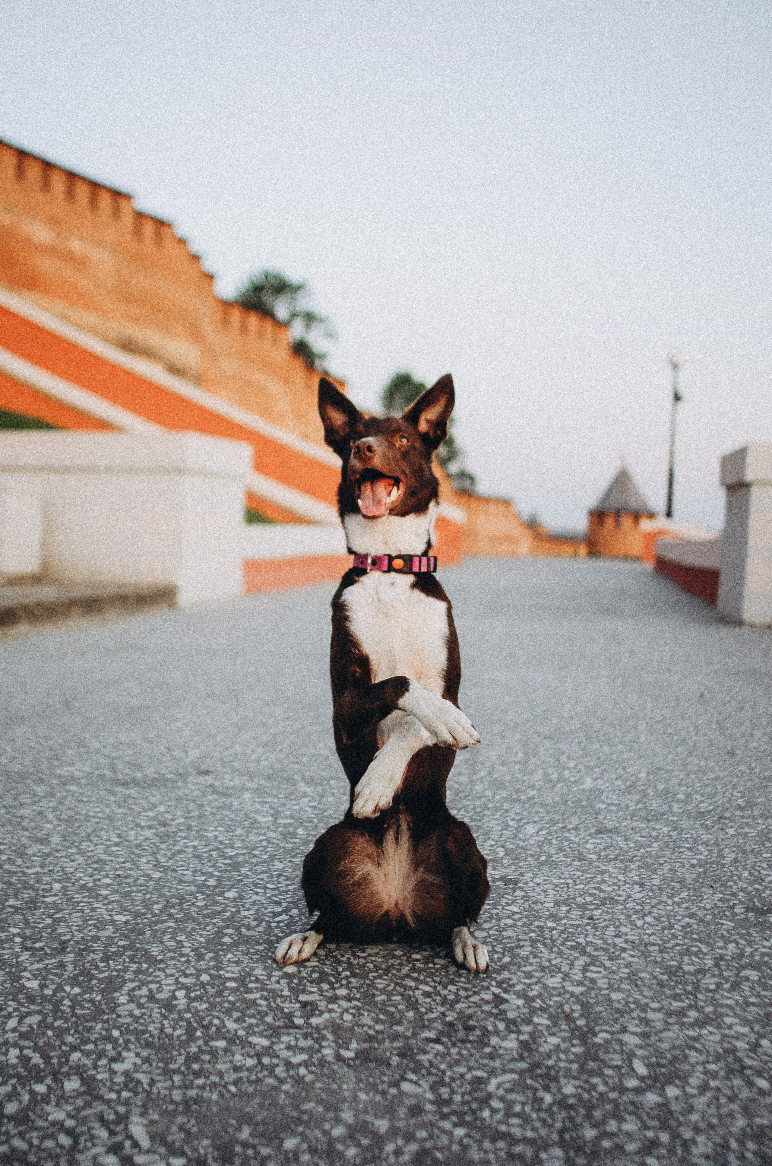 Вика и Эсса. Фотограф-анималист Богданова Полина