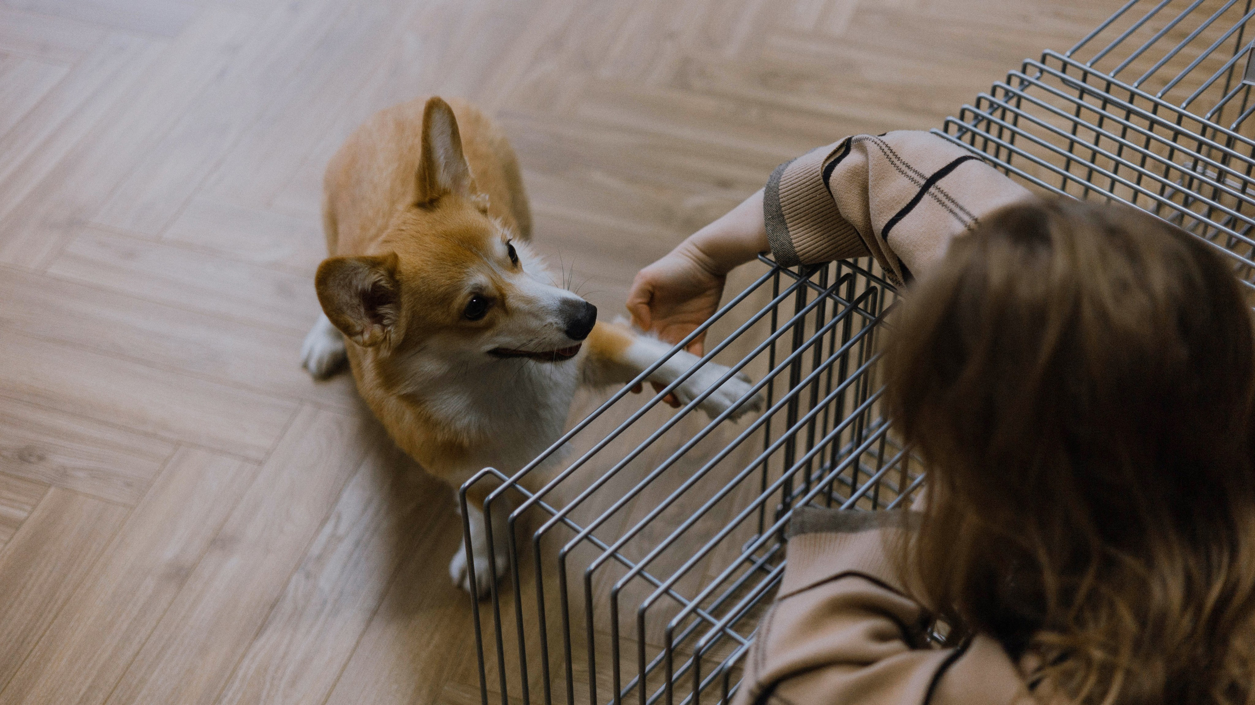 Настя и Мия. Фотограф-анималист Богданова Полина