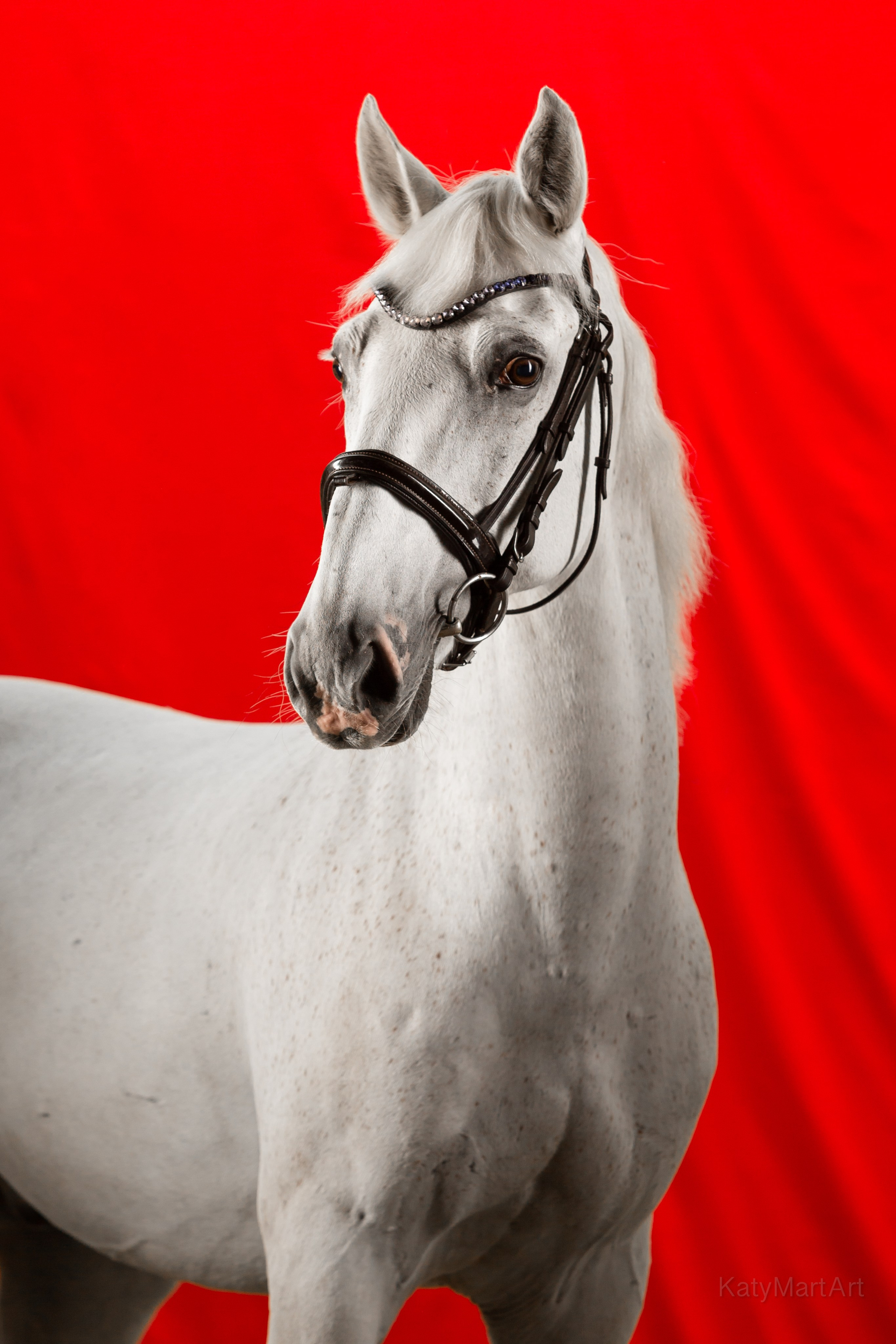 В красном. KatymartArt — Equine photography