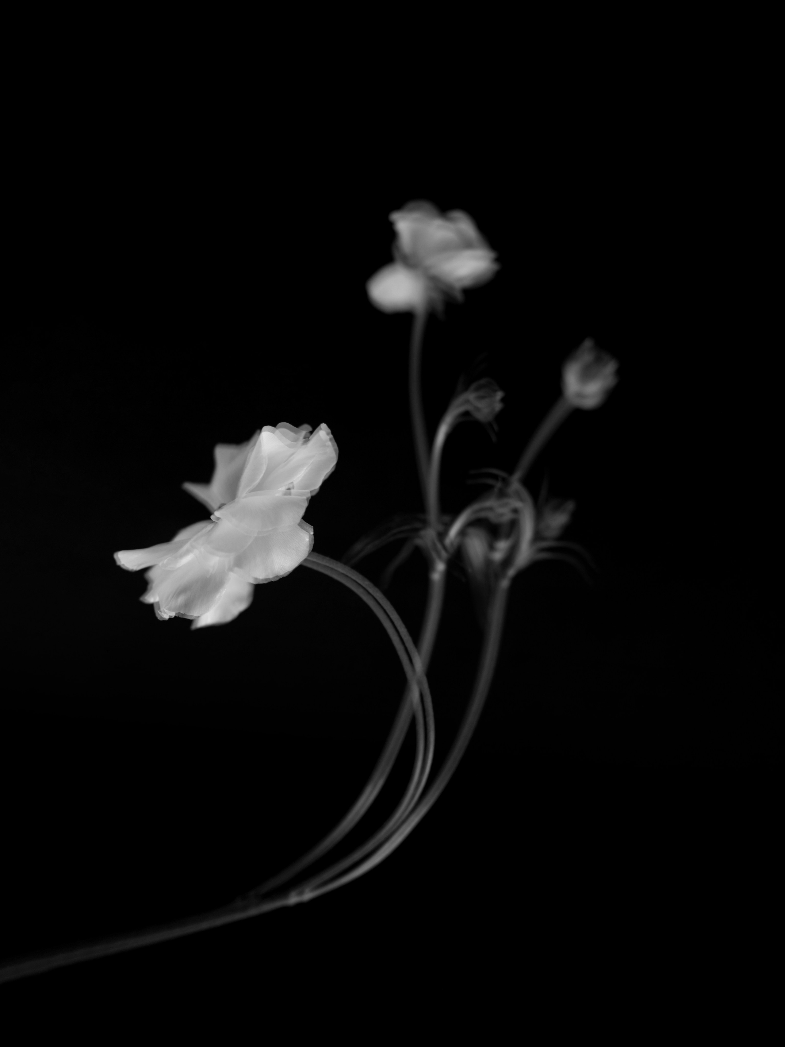 Пейзаж в интерьере | Interior landscape. Фотограф алина стерхова, алина стерхова фотограф, фотограф москва