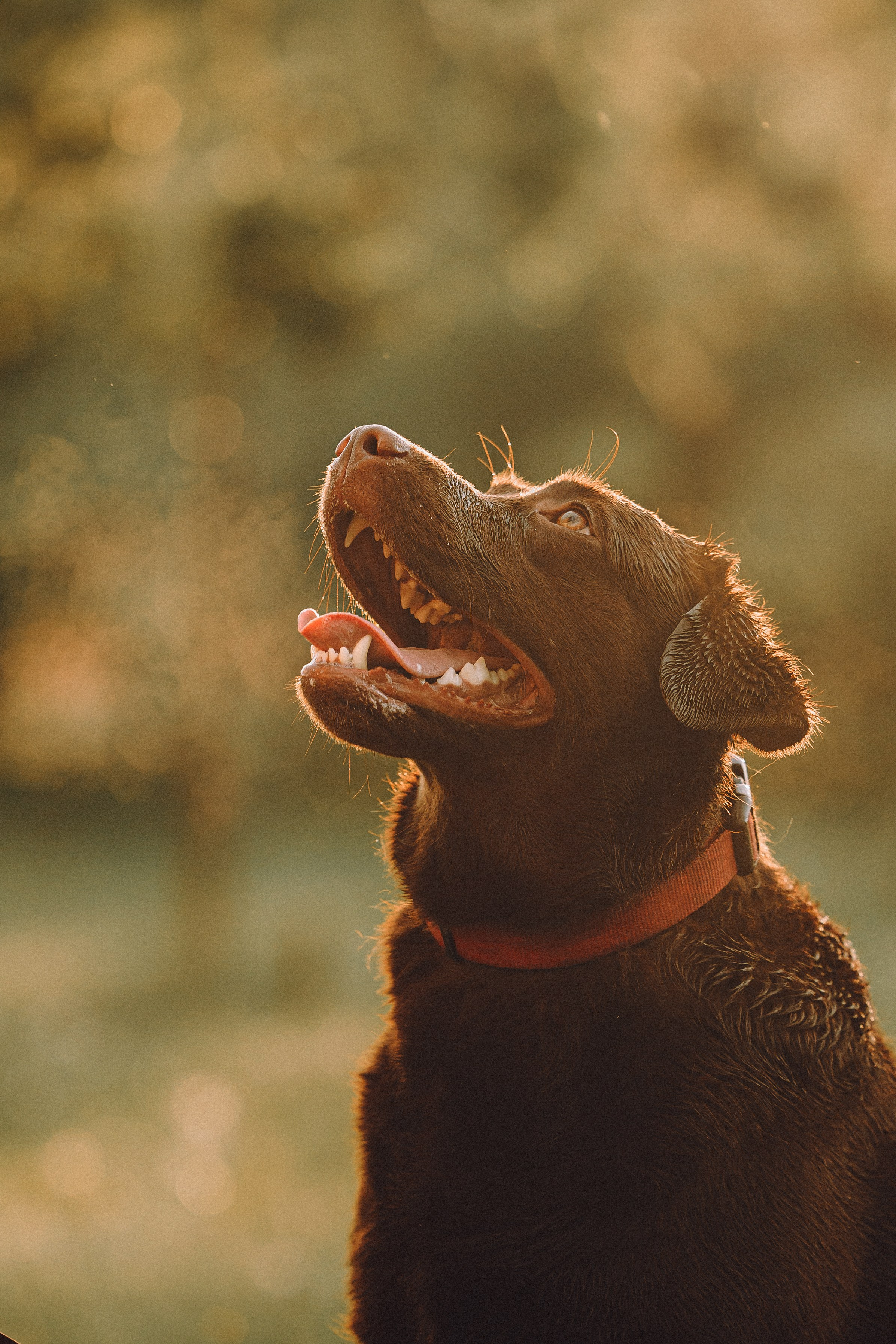 Катя, Ваня и Джеси