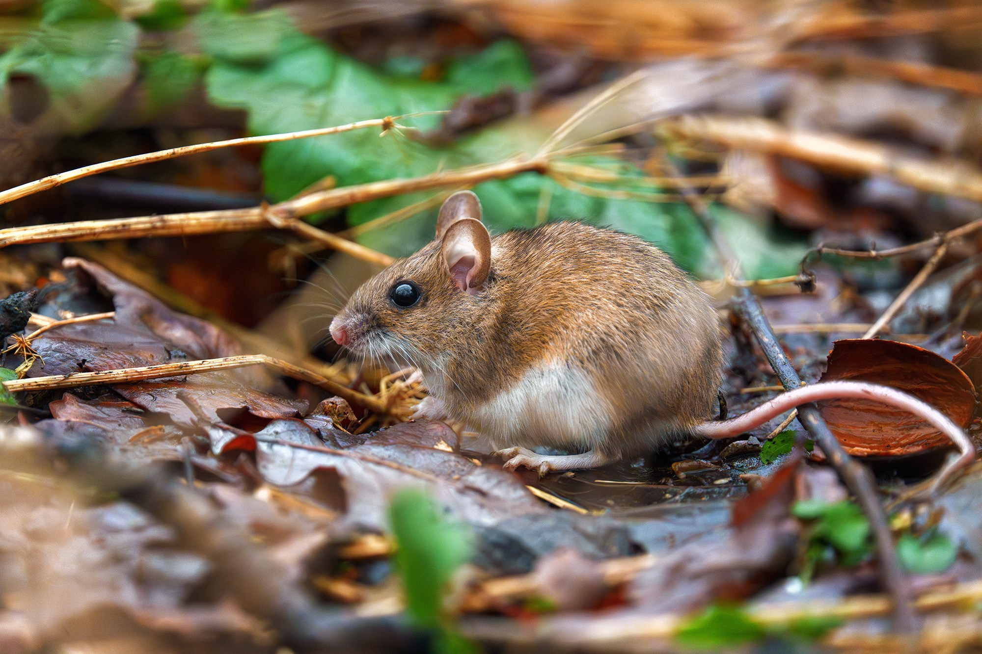 Животные. Ваш личный фотограф Марина Волкова