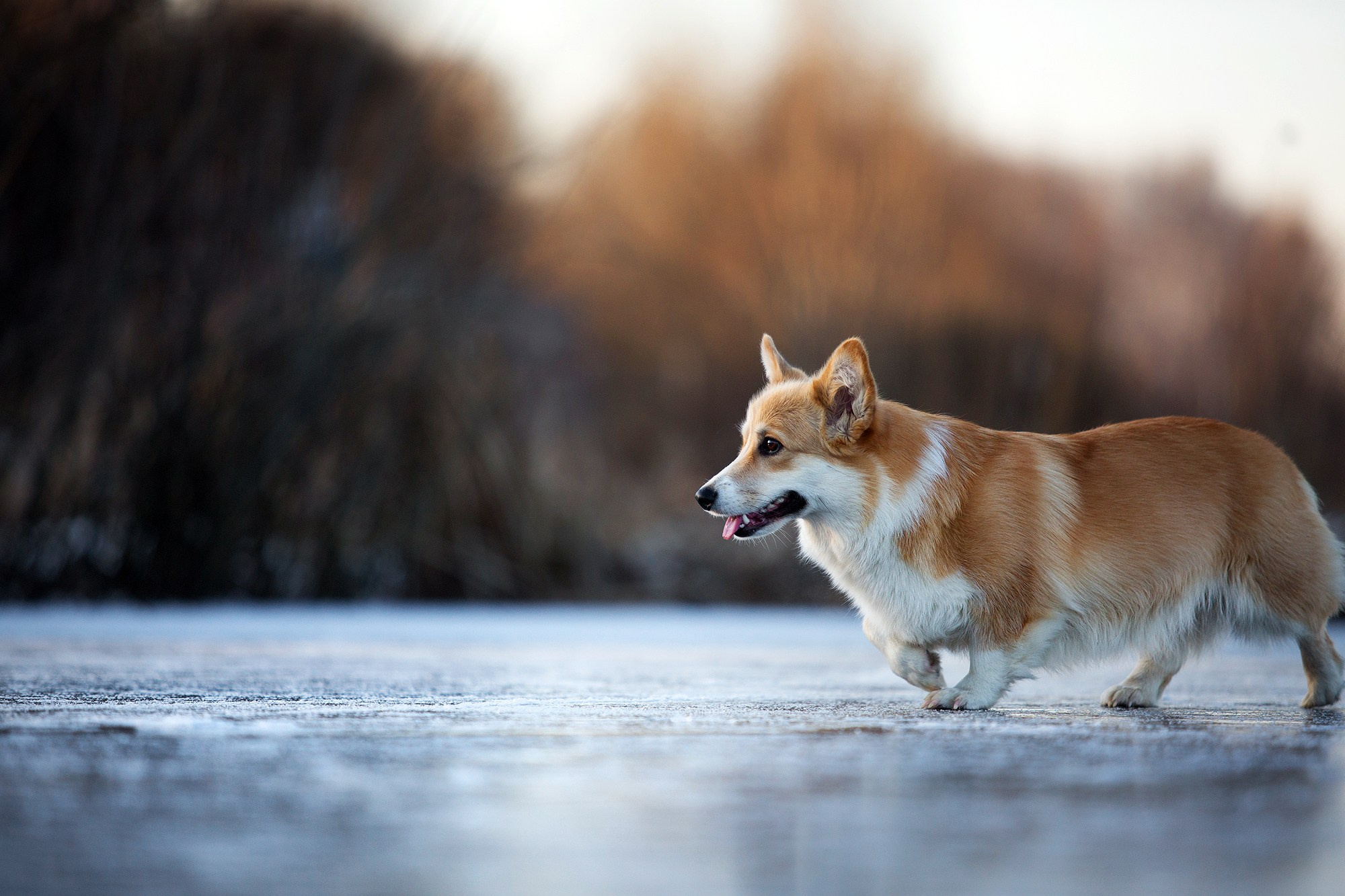 Фотограф-анималист Юлия Удовенко