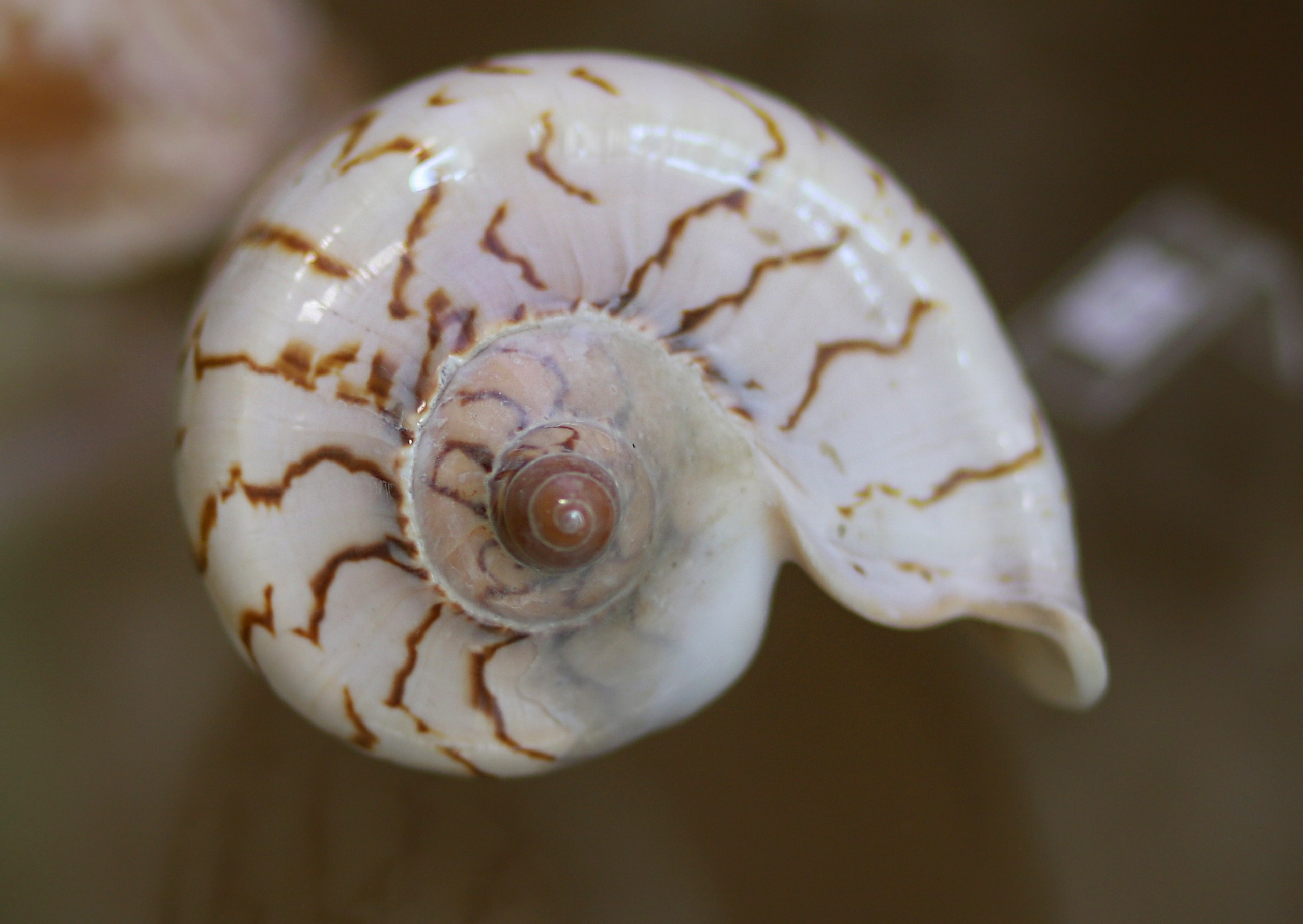 Морской калейдоскоп. Фотограф Юлия Маринина