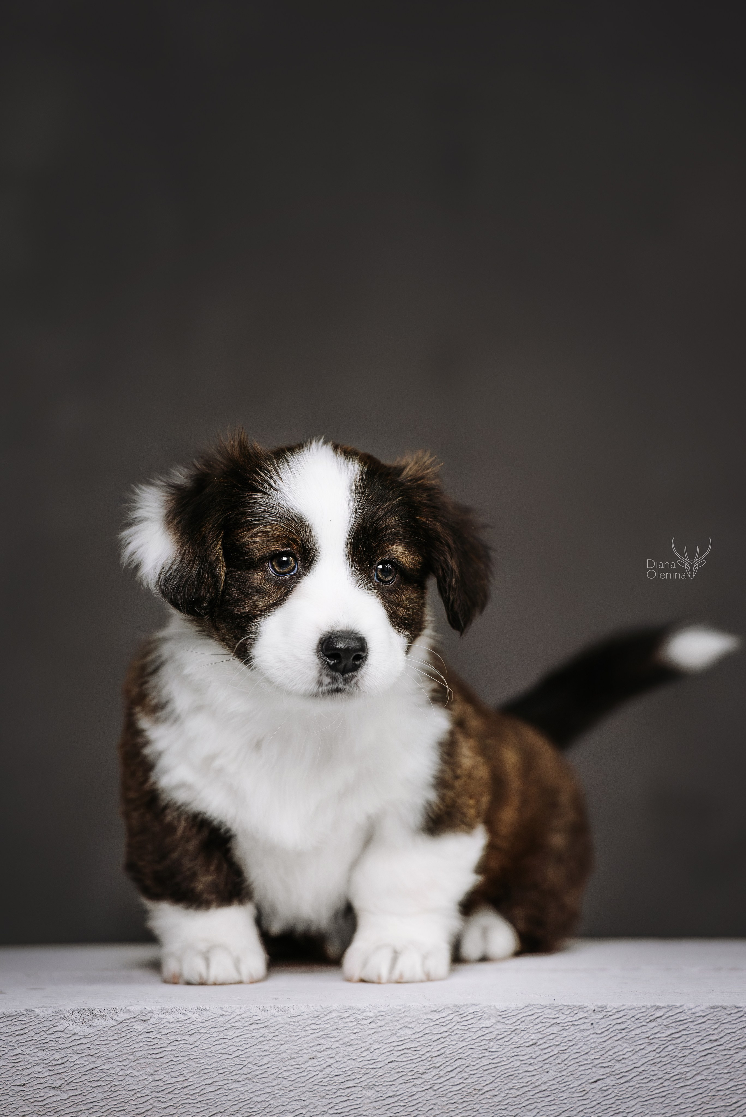 Помет Вельш Корги Кардиган. Фотограф Диана Оленина Красноярск / Братск