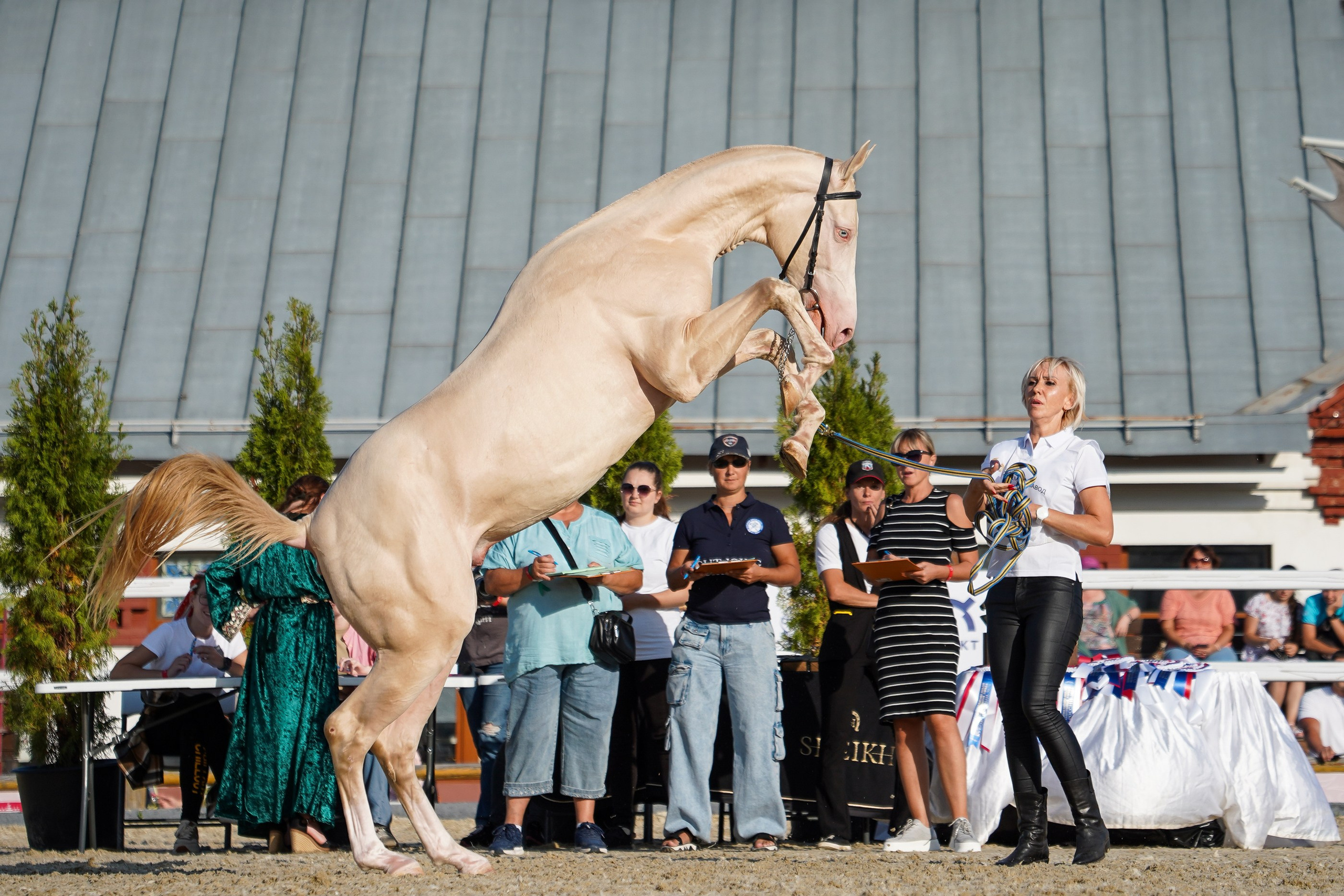 Чемпионат лошадей чистокровной ахалтекинской породы «КУБОК РОССИИ — 2024». Фотограф-анималист, портретный фотограф в Чебоксарах Мария Садыкова